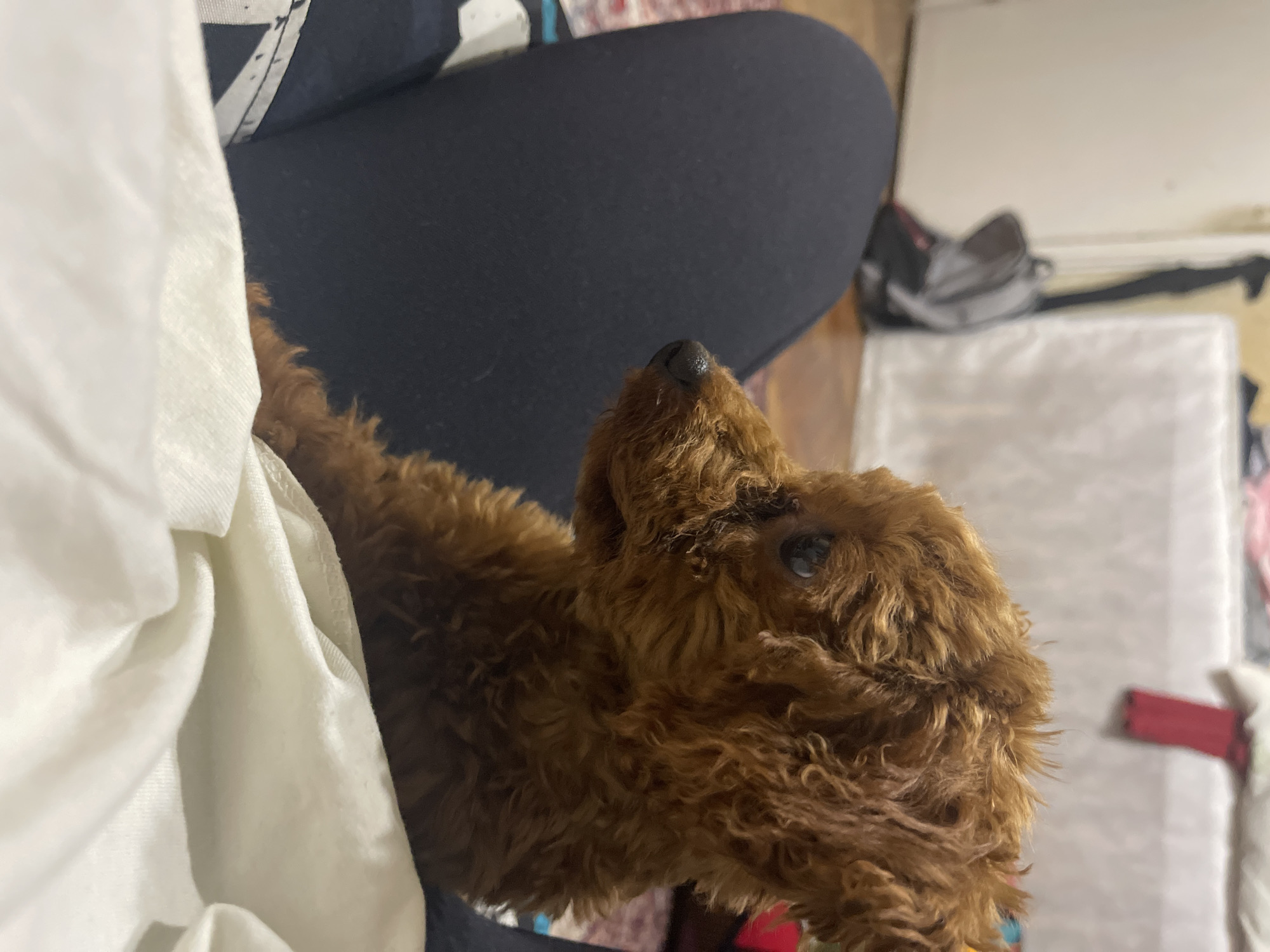 A close-up shot focuses on a brown poodle snuggled against a person wearing black pants and a white garment. The poodle is looking upward. In the background, there is a white surface, a bag, and other unidentifiable items. The location is not discernible in the image and is not in Sofia, Bulgaria.