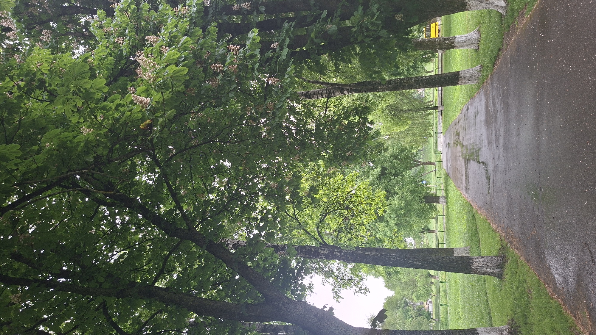 A photograph captures a path in Забалоцкі сельскі Савет, Belarus, likely shortly after a rain. The asphalt path, slightly wet, runs along the right edge of the frame. Its darker tone indicates recent rainfall. The left side of the image features trees with dense green foliage and white blossoms. Some trees have their trunks painted white at the base. A grassy area with a few bushes lines the path. In the distance, more trees can be seen, some with drooping branches. A yellow vehicle is visible behind the trees. The overall environment appears tranquil, marked by natural elements and a pedestrian-friendly pathway.