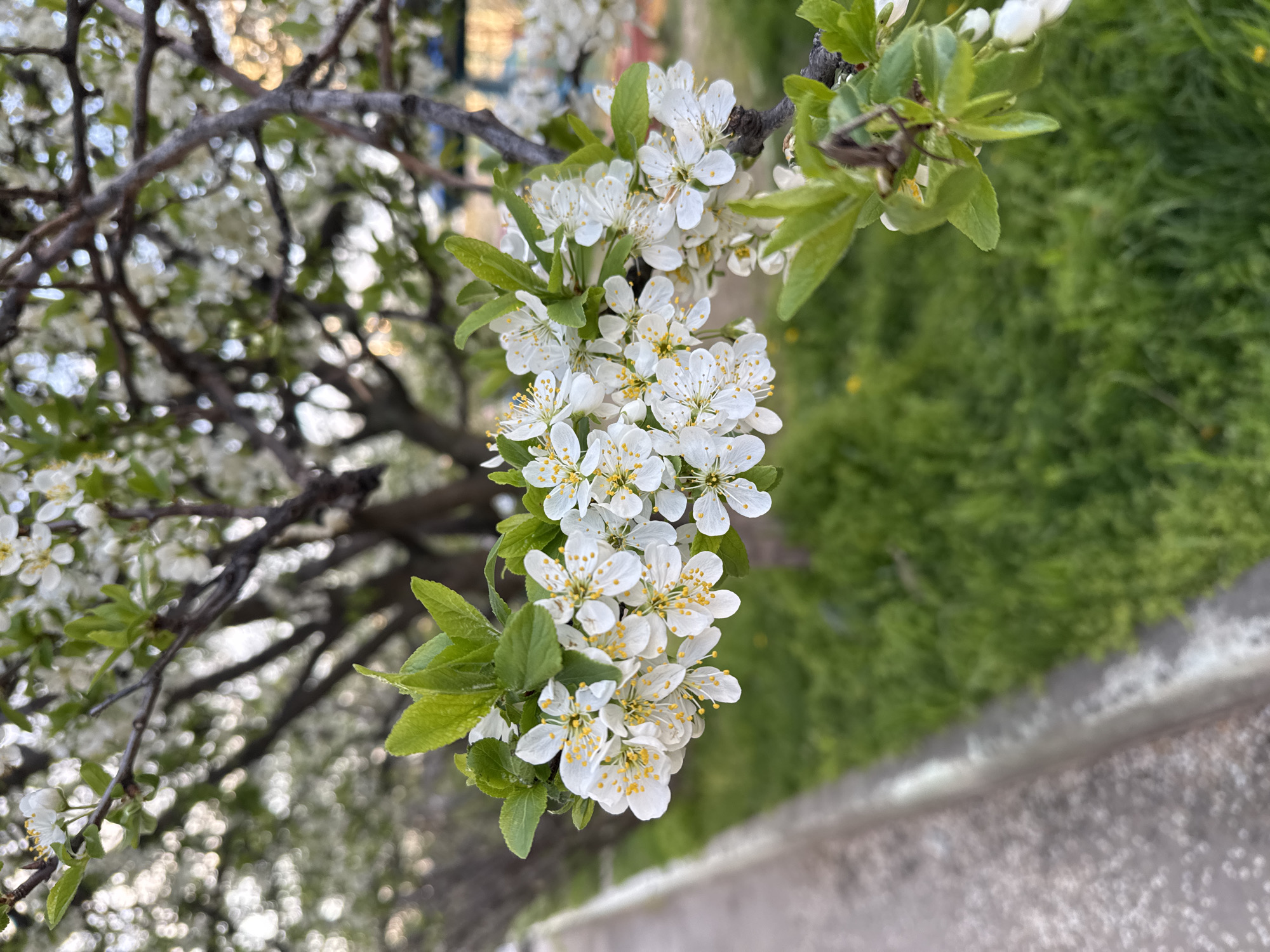The image presents a close-up of delicate white blossoms on a tree branch, likely captured during springtime. A vibrant cluster of five-petaled white flowers, each with a bright yellow center composed of multiple stamens, dominates the central and right portions of the frame. Fresh green leaves are interspersed among the abundant blooms.
A dark, textured tree branch extends from the upper left corner, anchoring the prominent floral display. In the blurred background on the left, more branches laden with similar white flowers create a soft, bokeh effect, suggesting a larger tree or multiple trees in full bloom. The right side of the background features a soft green expanse of grass, also out of focus, indicating an outdoor setting. A light grey, possibly concrete, curb or wall runs diagonally along the bottom right, separating the grass from another indistinct area.
The lighting suggests a bright daytime, highlighting the white petals and yellow centers of the flowers. The scene evokes a sense of natural beauty, renewal, and the freshness of spring. There are no people, animals, or visible text present in the image.