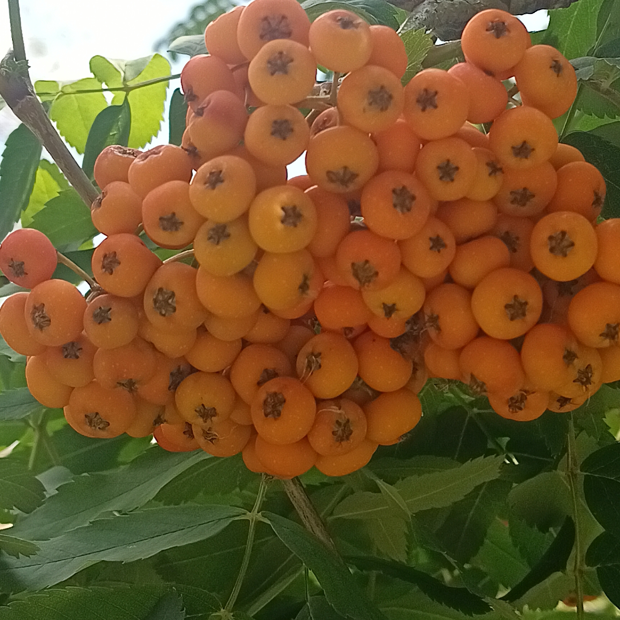 The image shows a close-up of a cluster of small, orange-red berries on a branch, surrounded by green leaves. The berries are round and appear to have a star-shaped calyx at the top. The lighting suggests it is daytime. The background is a bright, out-of-focus sky. There are no people or animals visible in the image. The environment is natural, likely an outdoor setting. The image does not provide any specific details that would allow for identification of its location within the city of Samara, Russia.