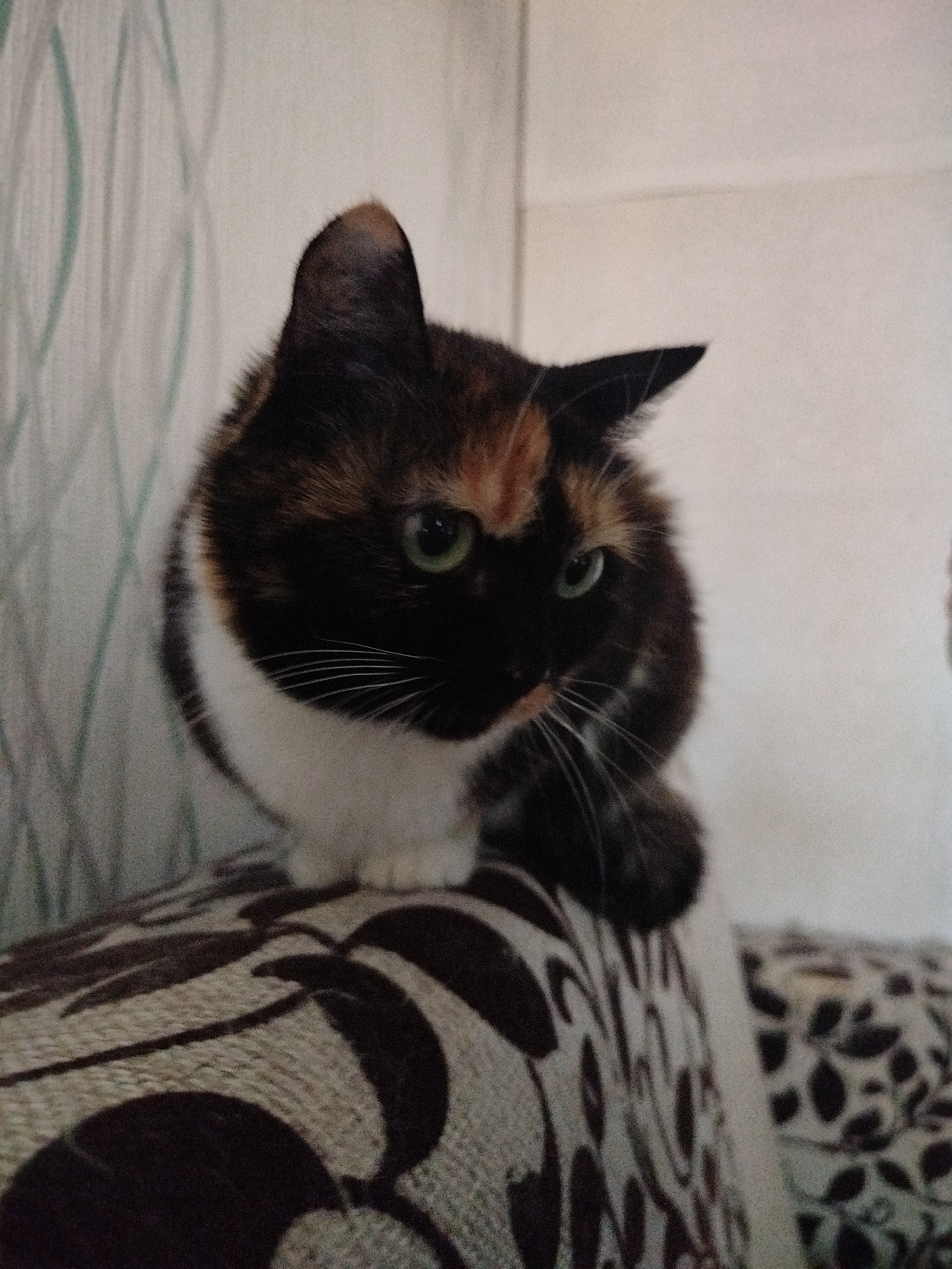 A calico cat, predominantly black and white with patches of orange-brown on its head and back, is captured in a medium close-up shot. The cat is seated on a piece of furniture, likely a sofa or large cushion, which is upholstered in a patterned fabric featuring dark, abstract, swirling shapes against a lighter, textured background. To the right, another piece of furniture with a dark spotted pattern on a light background is partially visible.
The cat is looking slightly towards the lower left of the frame with its head tilted. Its bright green eyes are open and alert, and numerous long, white whiskers protrude from its muzzle. One ear is fully visible and pointed upwards, while the other is mostly obscured by its head. The cat's left paw is tucked beneath its chest, and its right paw is visible to the side.
The background consists of a light-colored wall with a subtle, light green, wavy pattern, possibly wallpaper. The lighting appears to be ambient indoor light, and there are no strong shadows to indicate a specific time of day. The scene conveys a quiet, domestic setting, with the cat seemingly observant of its surroundings. There is no visible text in the image.