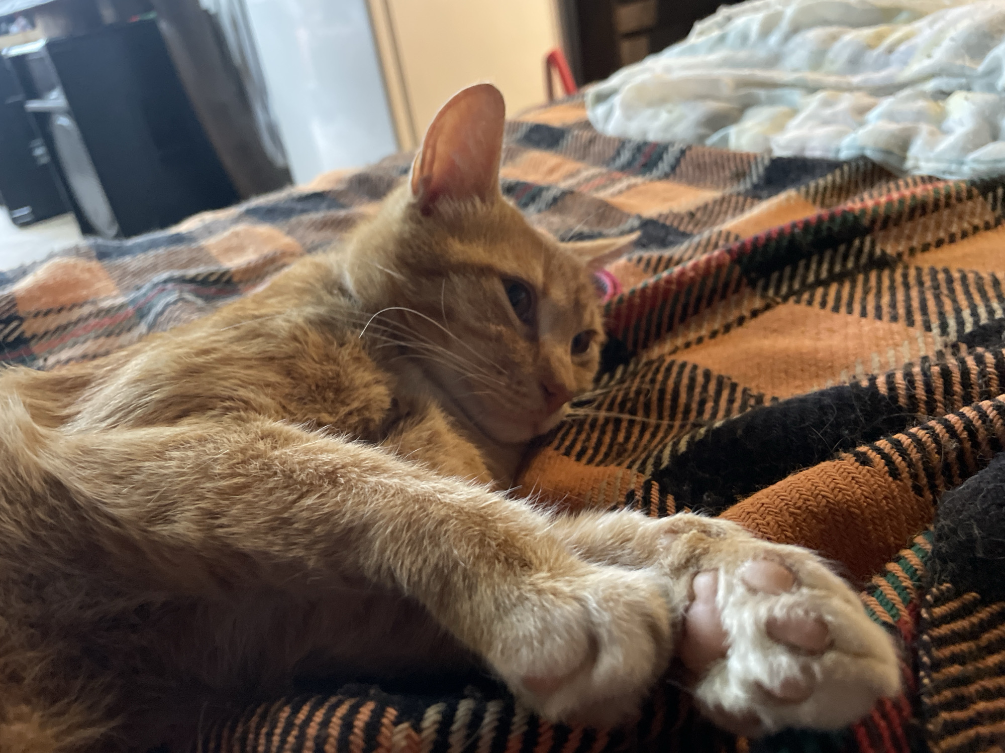 An orange tabby cat rests on a plaid blanket. The cat is lying on its side with its paws crossed. The blanket has a pattern of orange, black, red, and green stripes and checks. In the background, a blurred image shows a dark electronic device on a shelf. The scene is likely indoors, possibly in a residential setting. The image does not provide any information about Zlatograd, Bulgaria.