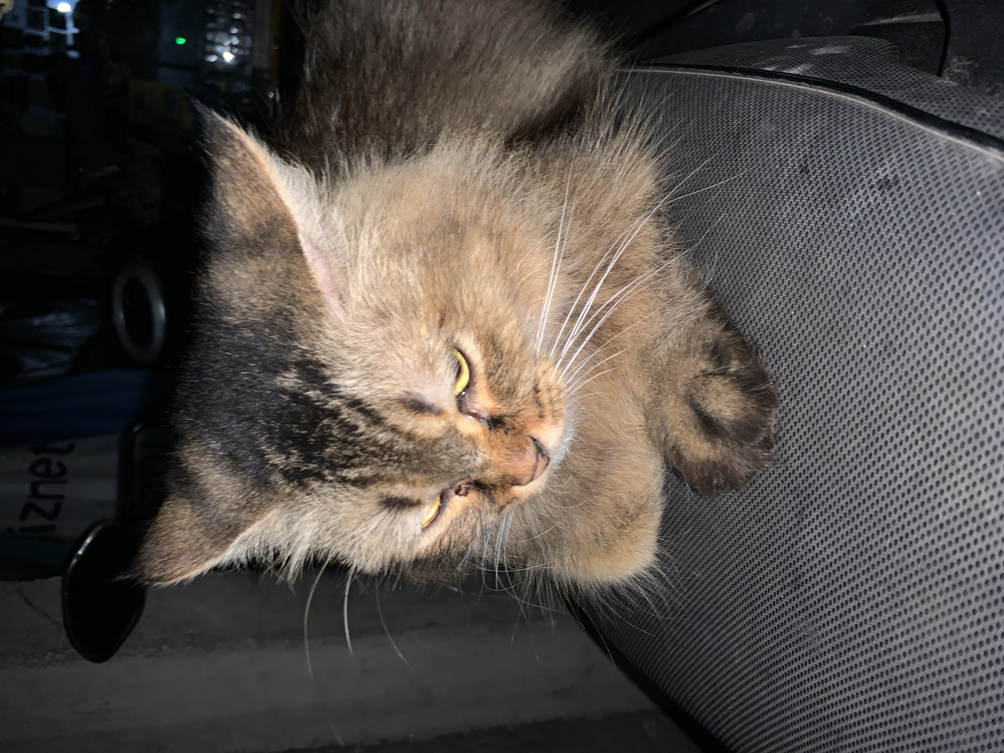 A medium shot captures a light brown and gray tabby cat perched on a black mesh office chair. The cat's head is positioned near the upper center of the frame, with its body extending along the right edge of the chair. The cat's eyes are partially open, and its paws are tucked beneath its chest. The foreground is dimly lit, revealing a black object on the left edge of the frame. In the background, out-of-focus elements suggest a computer setup with illuminated components. There is no evidence to suggest the photograph was taken specifically in Tamansari, Indonesia.