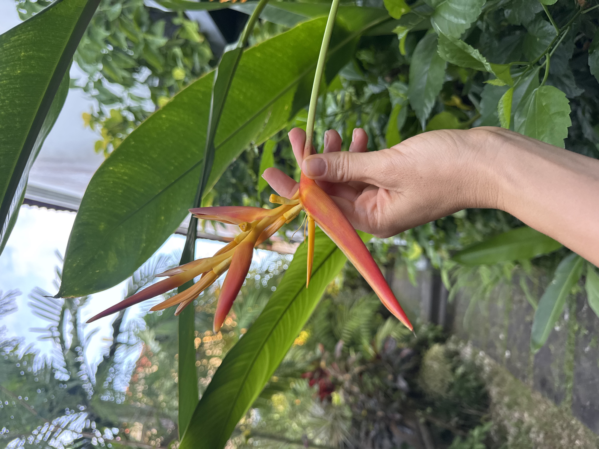 A human hand holds a Heliconia psittacorum flower in Kuta Selatan, Indonesia. The flower is red and yellow. The background contains foliage and a glimpse of buildings.