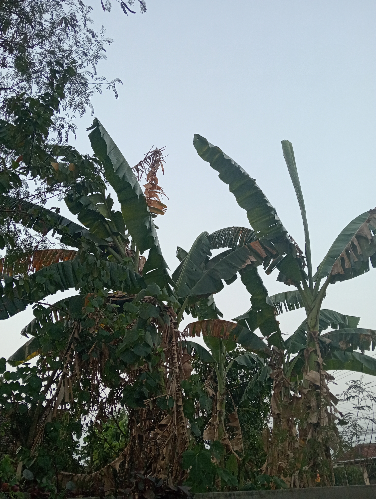 The image depicts a cluster of banana trees against a pale sky, likely in Pringsewu, Indonesia. Several banana fronds, some a vibrant green and others dried and brown, dominate the frame. The trunks of the banana trees are partially obscured by their own foliage and dried leaf material. Interspersed with the banana trees are other leafy green plants. The overall impression is of a natural, possibly overgrown area, with the sky suggesting either early morning or late afternoon light. There are no people or specific objects visible that would indicate a particular activity or event. The scene appears to be outdoors, possibly in a residential backyard or a rural setting.