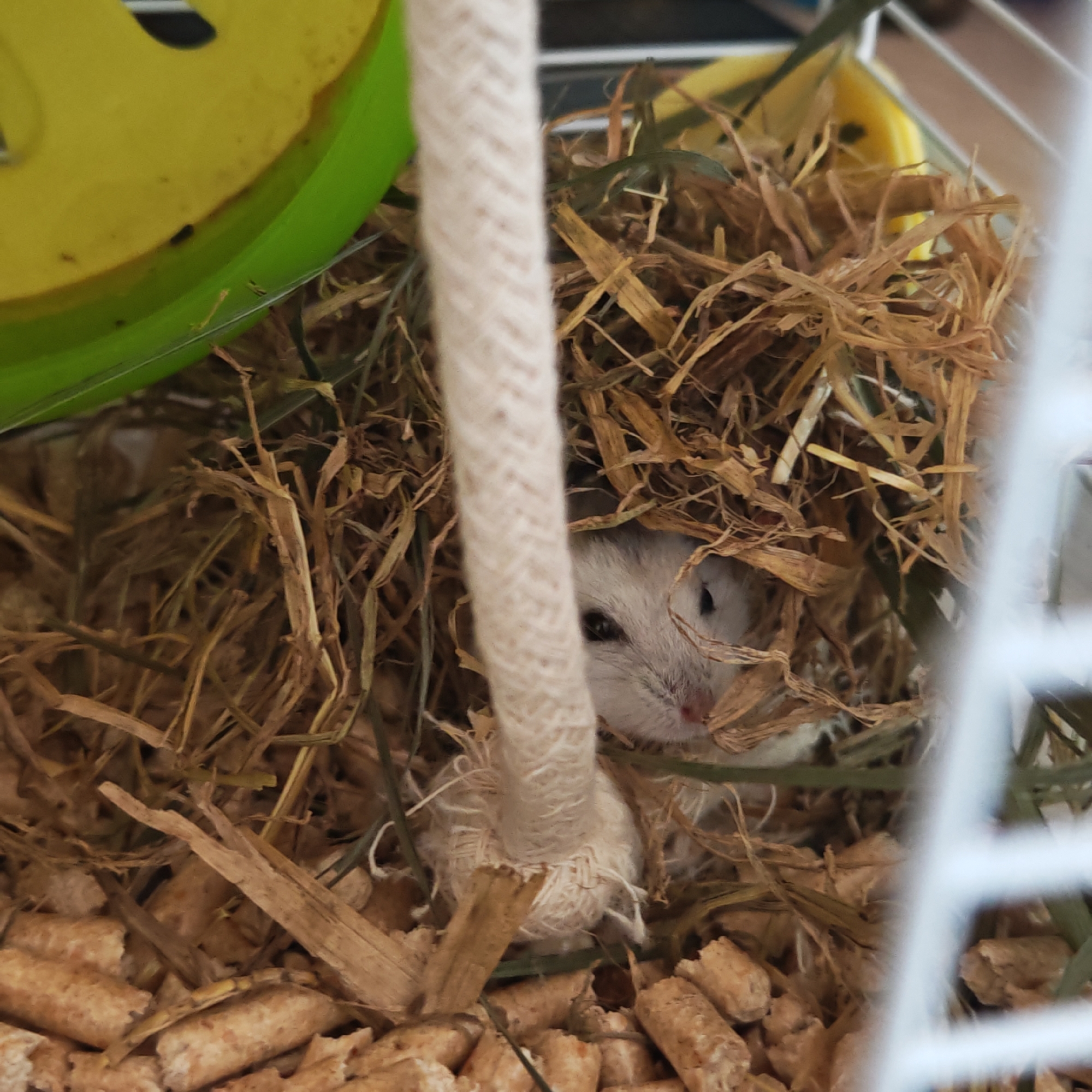 A white hamster is nestled in a pile of dry hay and wood pellets inside a cage. A thick, white rope is positioned vertically in front of the hamster. A yellow and green plastic wheel is partially visible in the upper left corner of the image. The photograph appears to have been taken indoors, likely in a domestic setting. Rostov, Russia is not explicitly evident in the image.