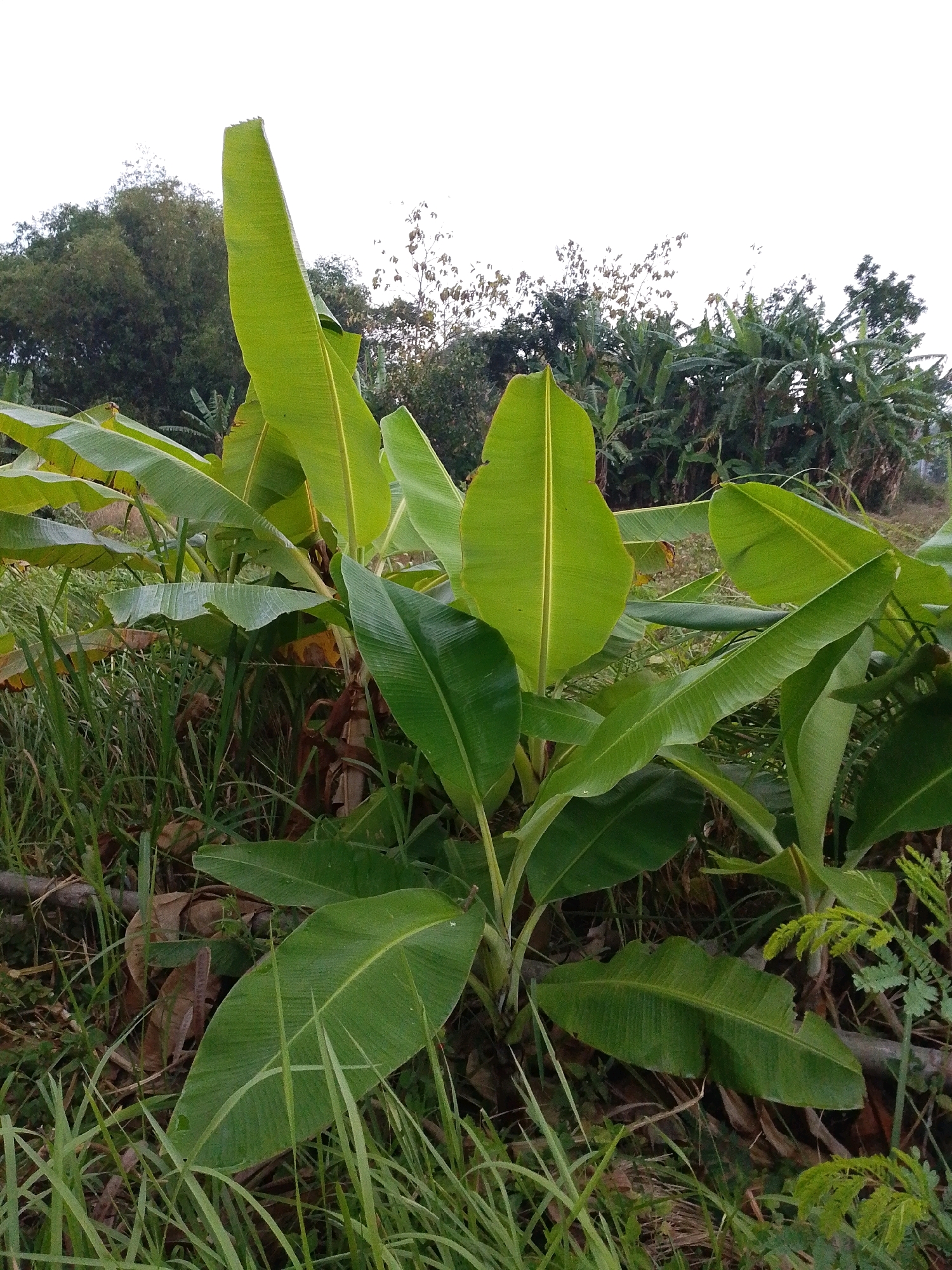 A medium shot captures a cluster of banana plants in what appears to be a rural or semi-rural setting in Sugio, Indonesia. The banana plants, with their large, vibrant green leaves, dominate the foreground and mid-ground. Some leaves are broad and upright, reaching towards the sky, while others are more curved or drooping, lying closer to the ground. The leaves exhibit a characteristic central vein and parallel venation. The ground is covered with dry leaves, grass, and other low-lying vegetation. In the background, more banana plants are visible, along with larger trees and foliage. The sky is a bright, overcast white, suggesting a cloudy day. No people or animals are present in the scene. The overall impression is one of lush, natural growth in a tropical environment.