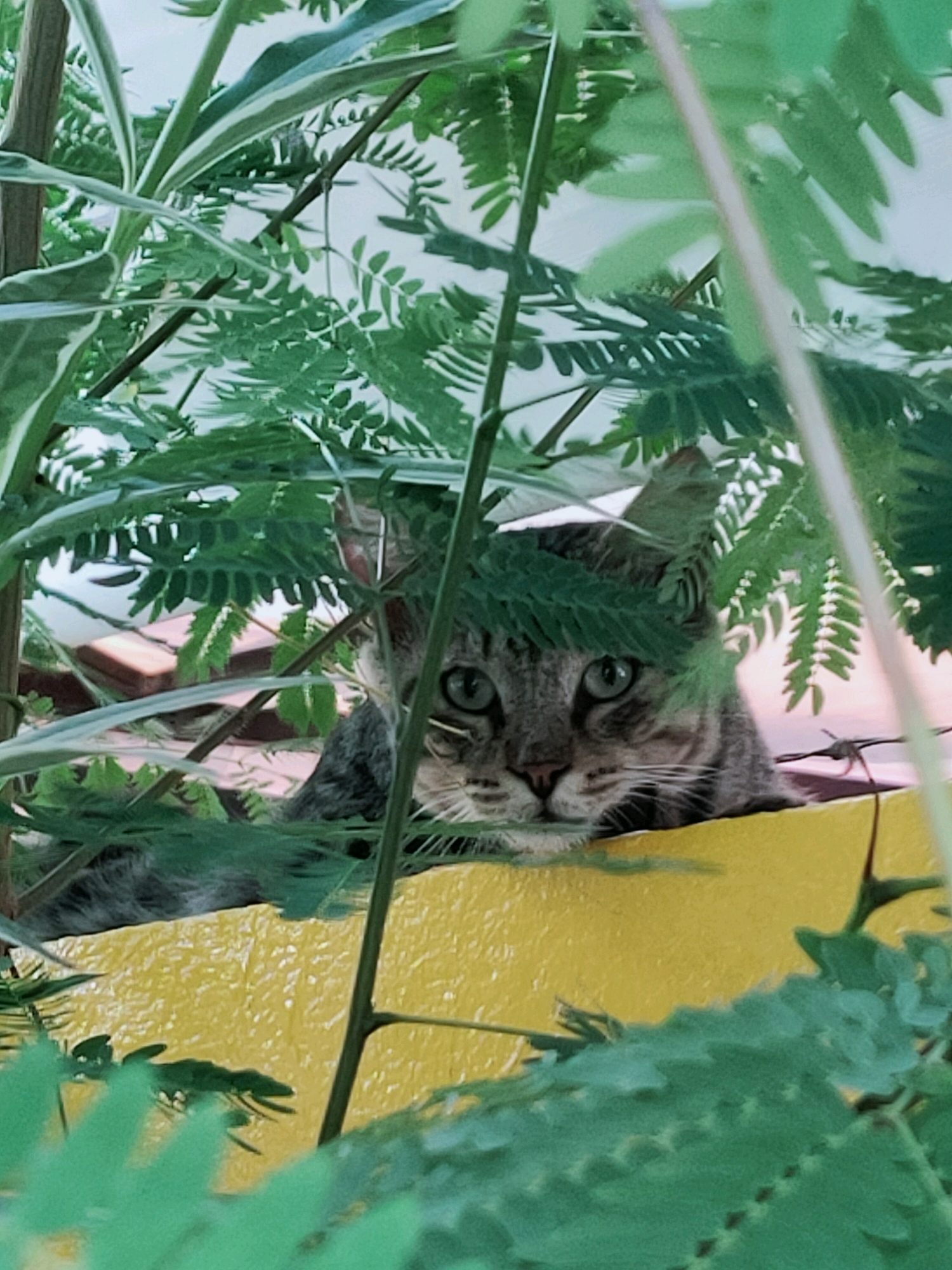 A tabby cat with green eyes peeks out from behind lush green foliage, resting on a bright yellow surface. The background is out of focus, but suggests an outdoor setting with hints of building structures and possibly a fence with barbed wire. The lighting is soft, indicating it could be early morning or late afternoon. The cat's gaze is directed towards the viewer, conveying a sense of curiosity.