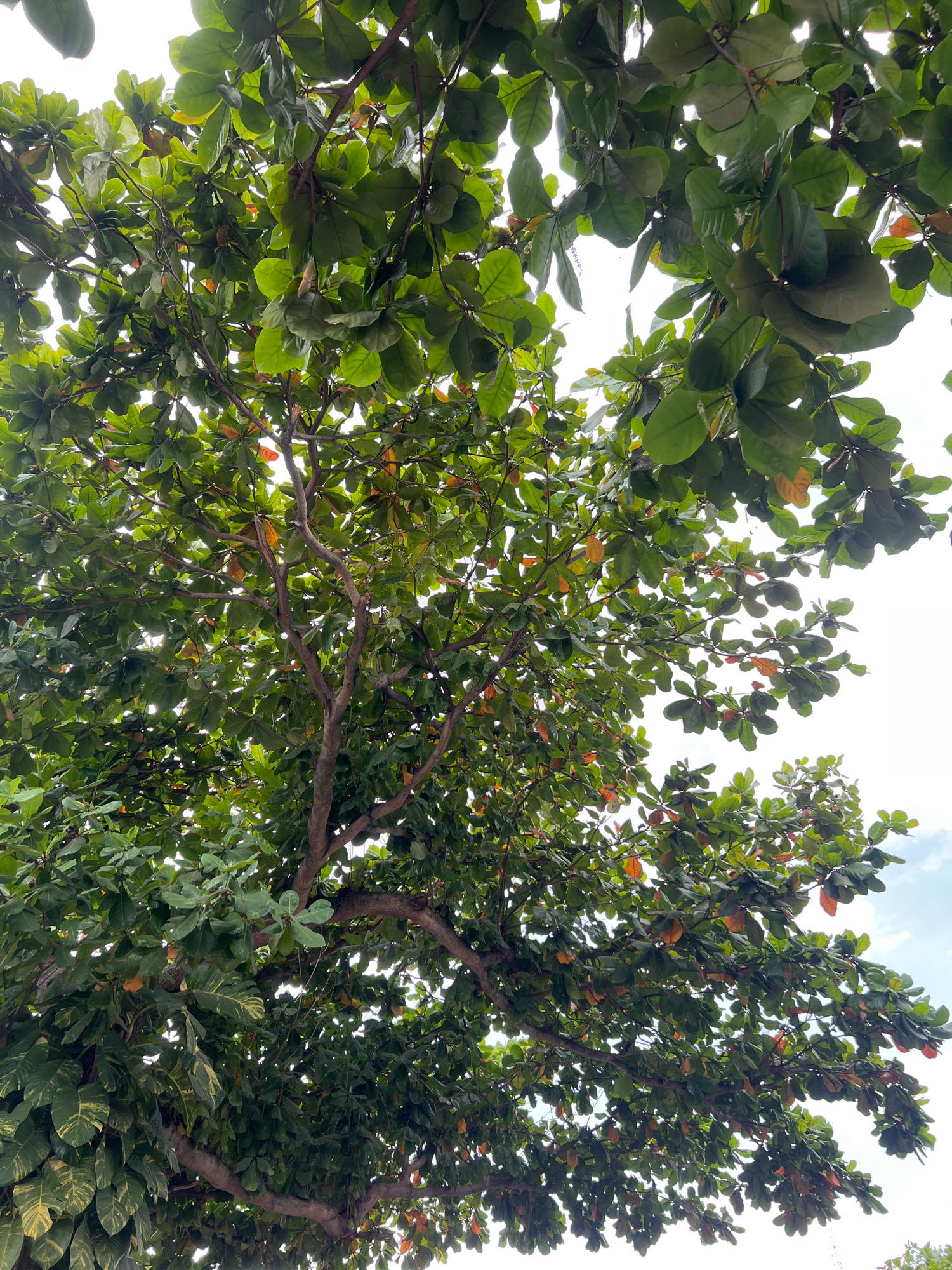 This image captures a low-angle view of a large tree with lush green foliage and some leaves showing autumnal colors of orange and red. The branches of the tree are visible, forming a dense canopy that obscures much of the sky. The sky itself appears bright and overcast, with hints of blue and white. Some dappled sunlight filters through the leaves, creating a natural, outdoor scene. The setting is a city park or roadside in Yogyakarta, Indonesia, evident from the tropical tree species. There are no people or man-made structures clearly visible in this frame.