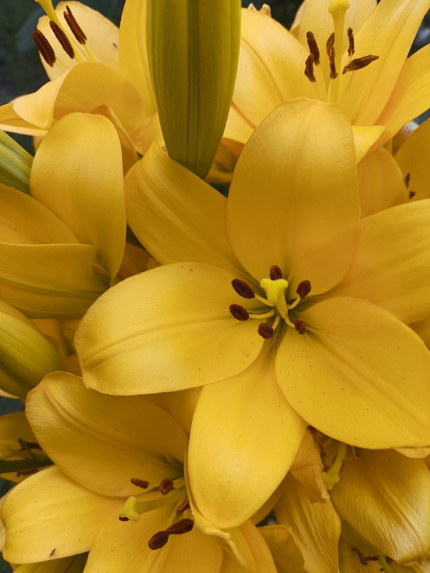 A close-up, overhead view of a cluster of vibrant yellow lilies in bloom. The flowers are in various stages of opening, with some buds still tightly closed and others fully unfurled, revealing their pistils and stamens. The petals are broad and slightly curved, with a smooth, velvety texture. Sunlight catches the delicate veins on the petals, adding depth and dimension to the image. The background is a soft blur of green foliage and dark shadows, indicating an outdoor setting. There are no people or animals visible in the frame. This image appears to be a macro shot of a flower bed, likely in a garden or park. The location of Куликово, Russia, is not visually represented in this photograph.
