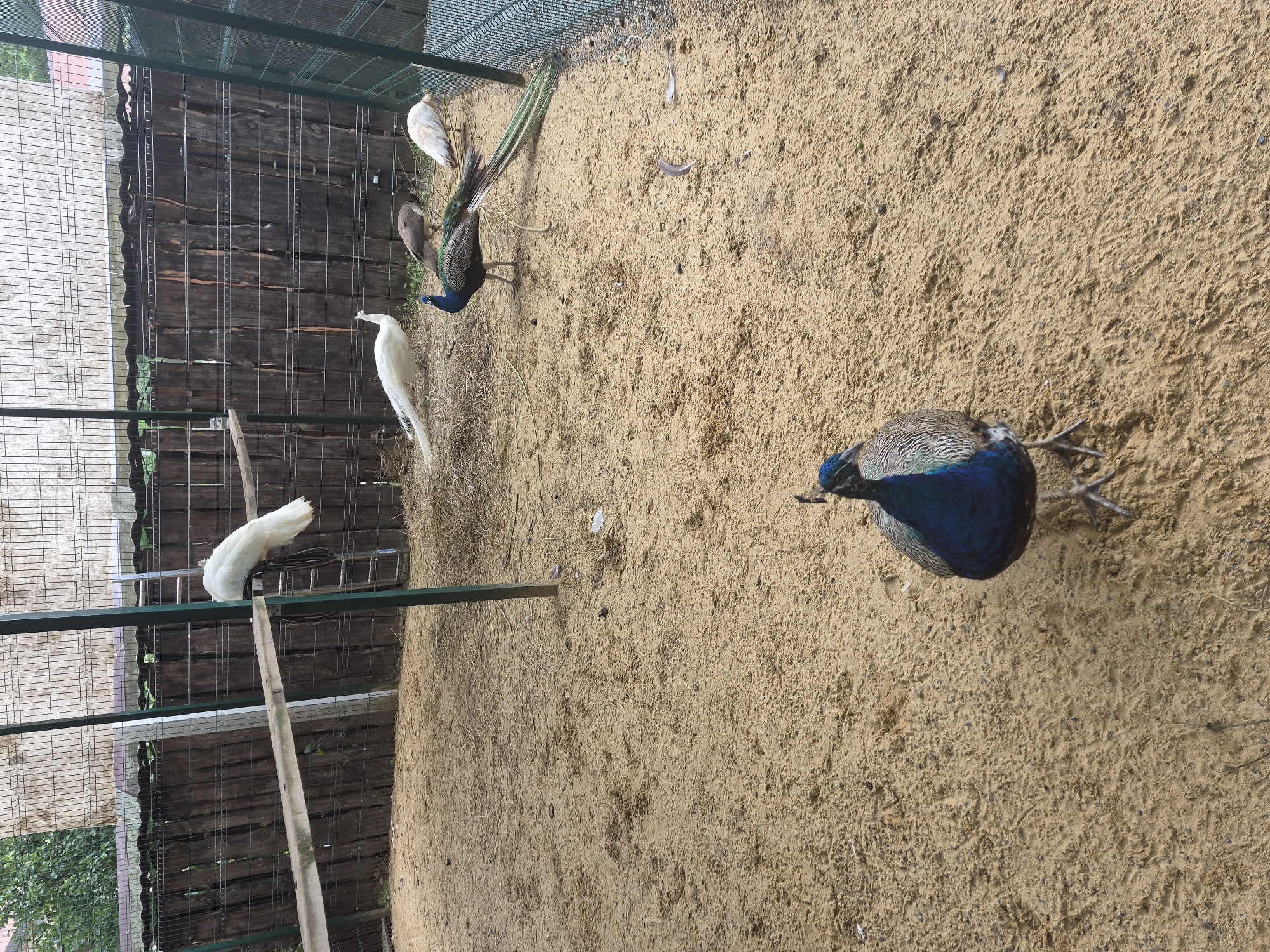 The image depicts an outdoor enclosure, likely a zoo or aviary, located in the city of Volzhskii, Russia. The ground is covered with sand and straw. Several peacocks are present. In the foreground, a male peacock with iridescent blue and green plumage stands facing the camera, its long tail feathers fanned out. In the background, a white peacock stands on a wooden beam, perched above a ladder. Further back, another white peacock is visible on the ground, along with a brown peacock. The enclosure is surrounded by a wooden fence and wire mesh. The sky is overcast.