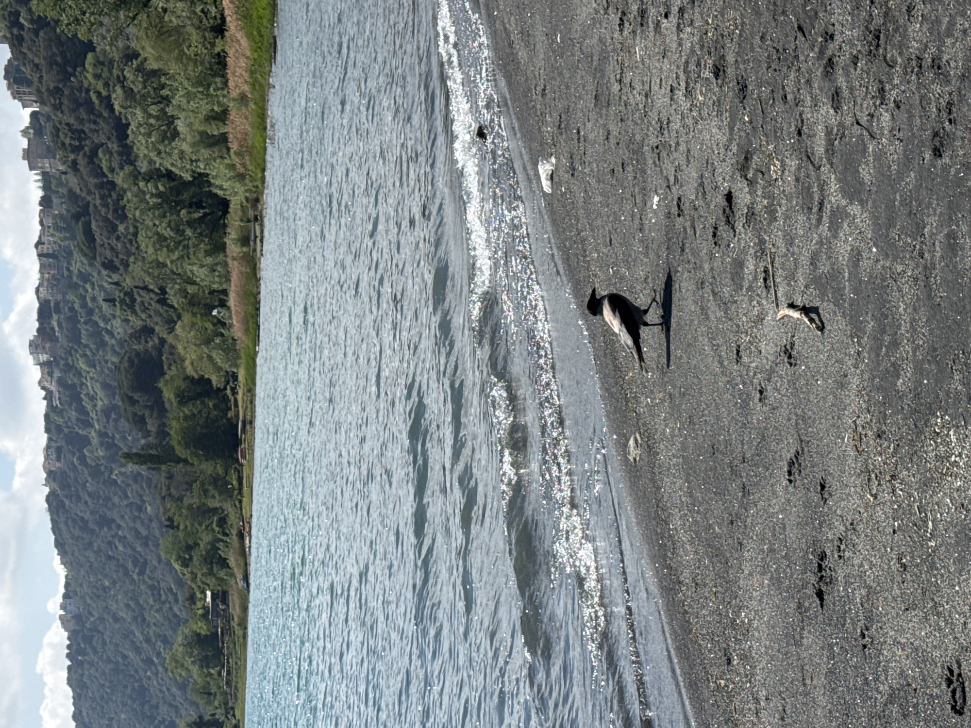 An outdoor scene captured under bright daylight shows a natural landscape, likely a lake shore, with a black bird as a prominent subject. The image is oriented with a body of water on the left, a dark sandy or gravelly shore on the right, and lush green hills rising in the upper-left background.
The water, which appears calm, exhibits numerous ripples and sparkling highlights from the sunlight. Small, gentle waves with white foam lap at the dark shoreline, creating a clear boundary between the water and the land.
On the dark, coarse shore, a black bird, possibly a hooded crow or jackdaw, stands in the lower-right portion of the frame. Its body is dark, with lighter grey markings. The bird casts a short, distinct shadow on the ground, indicating direct overhead sunlight. Near the bird, a small piece of driftwood or natural debris lies on the dark sand. The shore's dark, possibly volcanic, composition is a notable detail consistent with locations like Lake Albano.
In the upper-left, behind the water, steeply rising hills are densely covered with vibrant green trees and vegetation. Scattered among the greenery on the hillsides are several light-colored buildings, possibly villas or parts of a village, suggesting human presence in the serene natural environment. The sky above the hills shows a mix of blue and some white clouds. The overall scene conveys a peaceful and natural ambiance on a sunny day in Castel Gandolfo, Italy. No visible text is present.