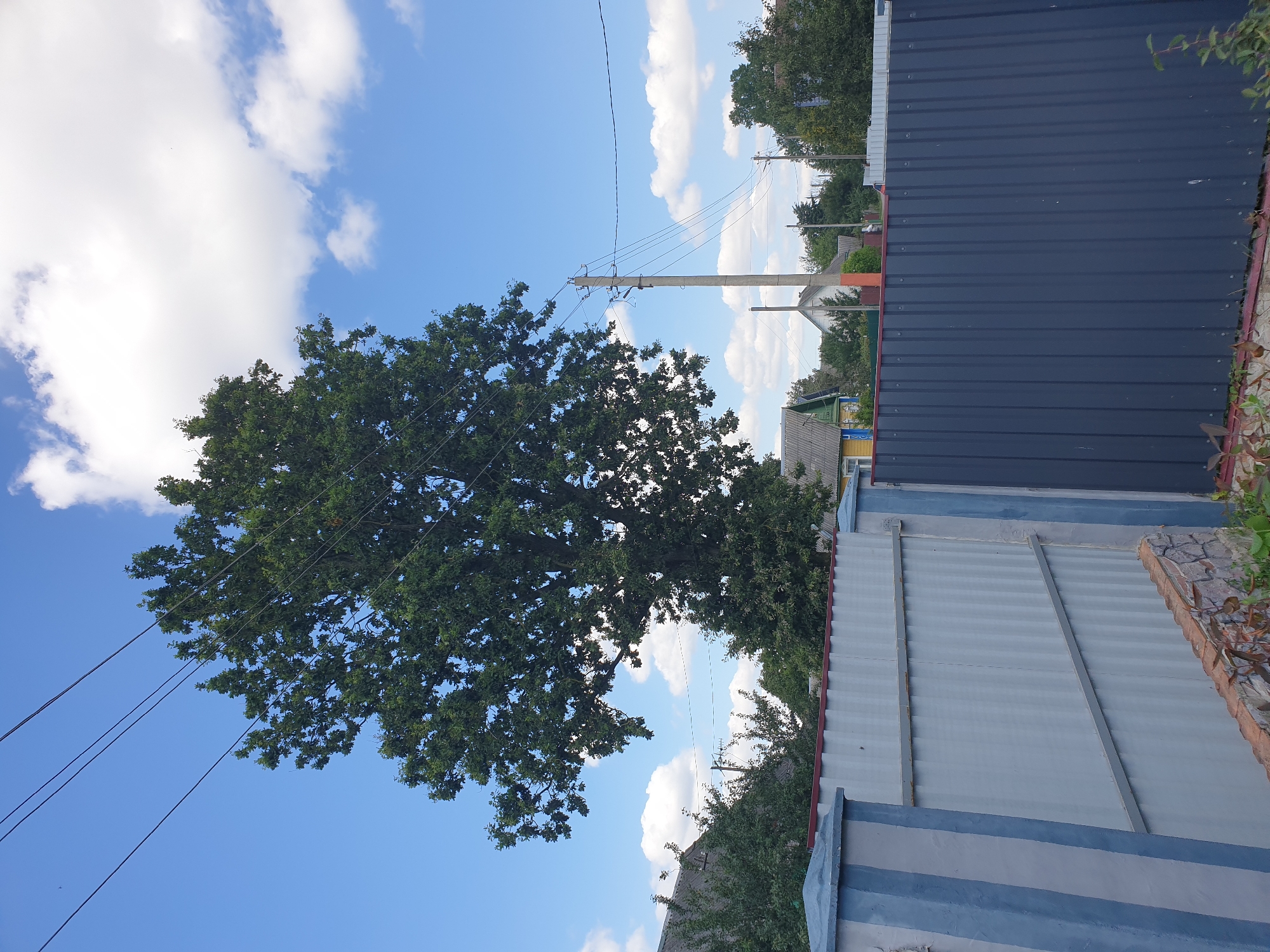 In a rural setting within the Krupyetski Sel'ski Savet, Belarus, a bright, partly cloudy day unfolds. A large, leafy green tree dominates the mid-ground, its branches extending towards the clear blue sky. Several utility poles with numerous wires are scattered throughout the scene, indicating the presence of infrastructure. In the background, a cluster of residential buildings with pitched roofs are visible, suggesting a small village or hamlet. The foreground features a corrugated metal fence, part of which is dark gray and the other is light gray with blue-painted concrete posts, demarcating a property line. The ground in front of the fence appears to be a mix of dirt and some exposed brickwork. No people are present in the image.