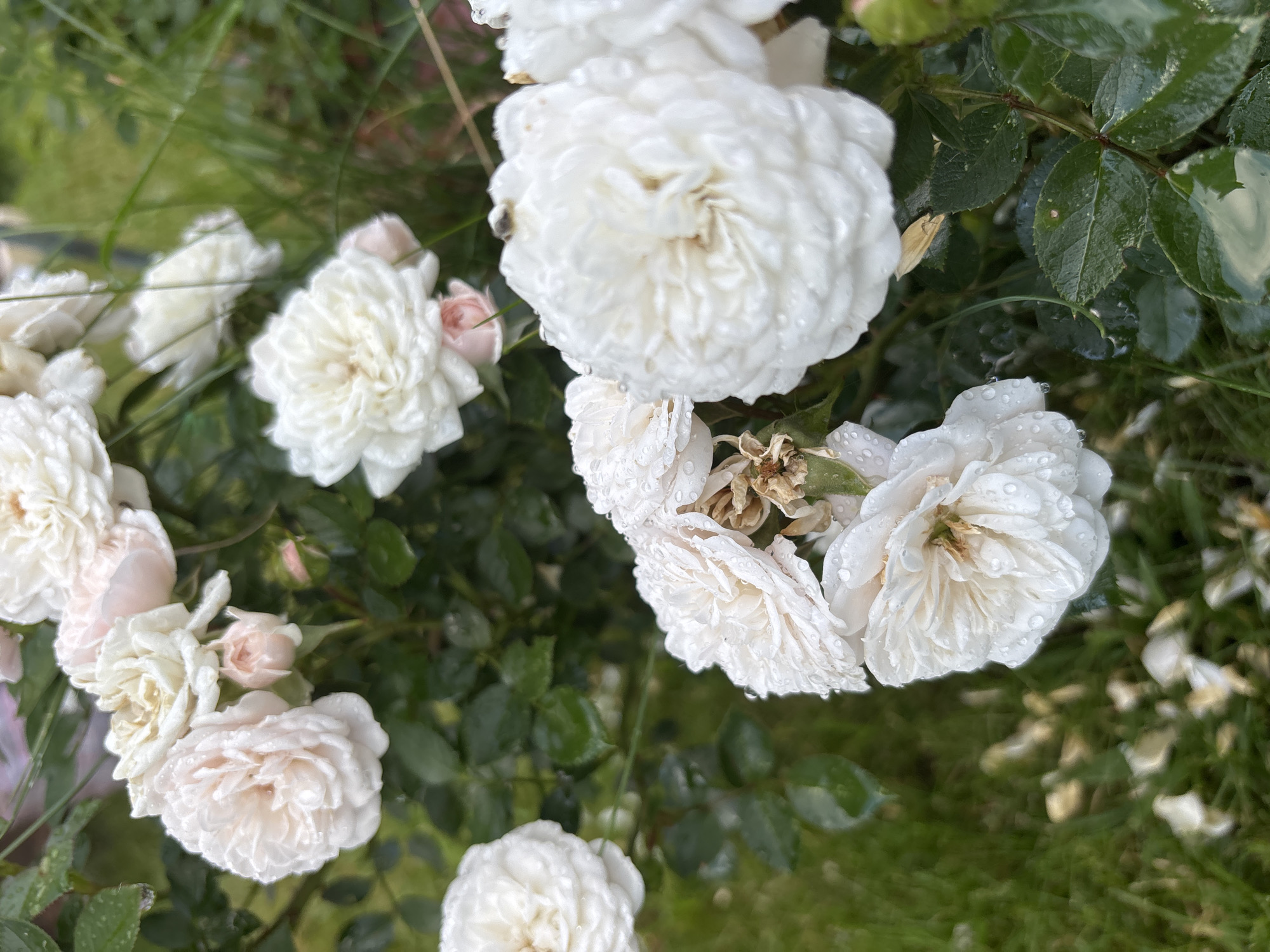 A close-up shot captures a cluster of white roses, some with delicate pink hues, glistening with water droplets, suggesting recent rain or dew. The roses are in various stages of bloom, with fully opened flowers and tightly furled buds visible. The textured petals of the fully bloomed roses are evident, and some appear to be ruffled or frilled. Amongst the pristine white and pink blossoms, a few dried, browning rose heads are also present, adding a touch of ephemeral beauty to the scene.
The backdrop consists of lush green foliage, with blades of grass and the leaves of the rose bushes providing a natural setting. The leaves are also speckled with water droplets, reinforcing the impression of a damp environment. The lighting appears soft and diffused, characteristic of an overcast day or early morning. The overall mood is serene and natural, highlighting the delicate beauty of the flowers after a shower. The image does not contain any visible text. The location is identified as Bogorodsk, Russia.