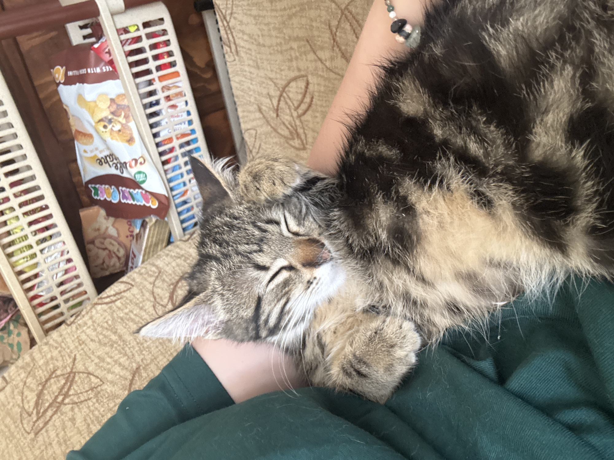 A tabby kitten is sleeping in the arms of a person wearing a green shirt. The kitten's eyes are closed, and its paws are tucked around its face. The person's arm is visible, with a bracelet of beads on their wrist. In the background, there are shelves filled with various items, including bags of snacks. The scene appears to be indoors, possibly in a home setting. The specific location in the city of Gabrovo, Bulgaria, cannot be determined from the image alone.