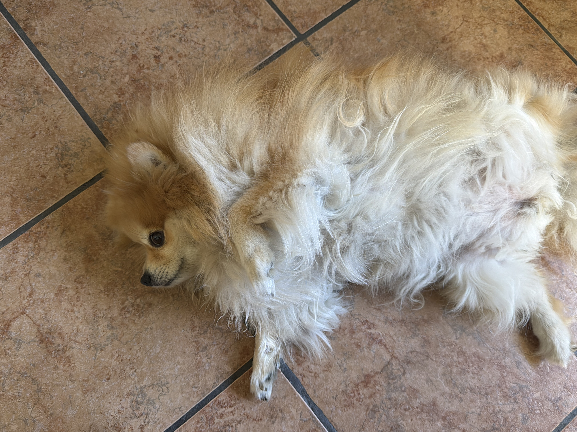 A tan and white Pomeranian dog lies on a light brown tiled floor with dark brown grout lines, its head oriented to the left of the frame. The dog's body is primarily white, while its head and portions of its back are tan. The dog's left front paw is visible, with dark markings on its toenails. The floor tiles appear to be standard square floor tiles. The location of the image is not discernible as being in Cuautla, Mexico, as there are no features to suggest this.