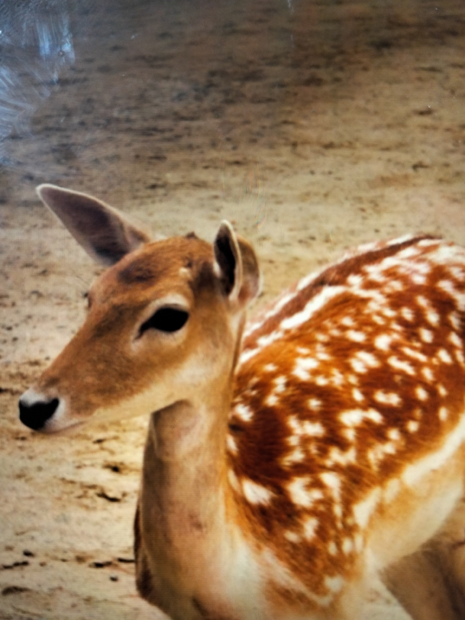A close-up, slightly blurry photograph shows the head and upper body of a spotted deer in what appears to be a natural or zoo enclosure. The deer is facing left with its head turned slightly towards the camera. It has large dark eyes, pointed ears, and a brown nose. Its fur is a light brown with distinct white spots covering its back and hindquarters. The background is a sandy, dry-looking ground with some subtle variations in color and texture. There are no people or other animals visible in the frame. The image is taken from a medium to low angle. The location in the city of Payagaboh, Indonesia is not discernible from the image itself.