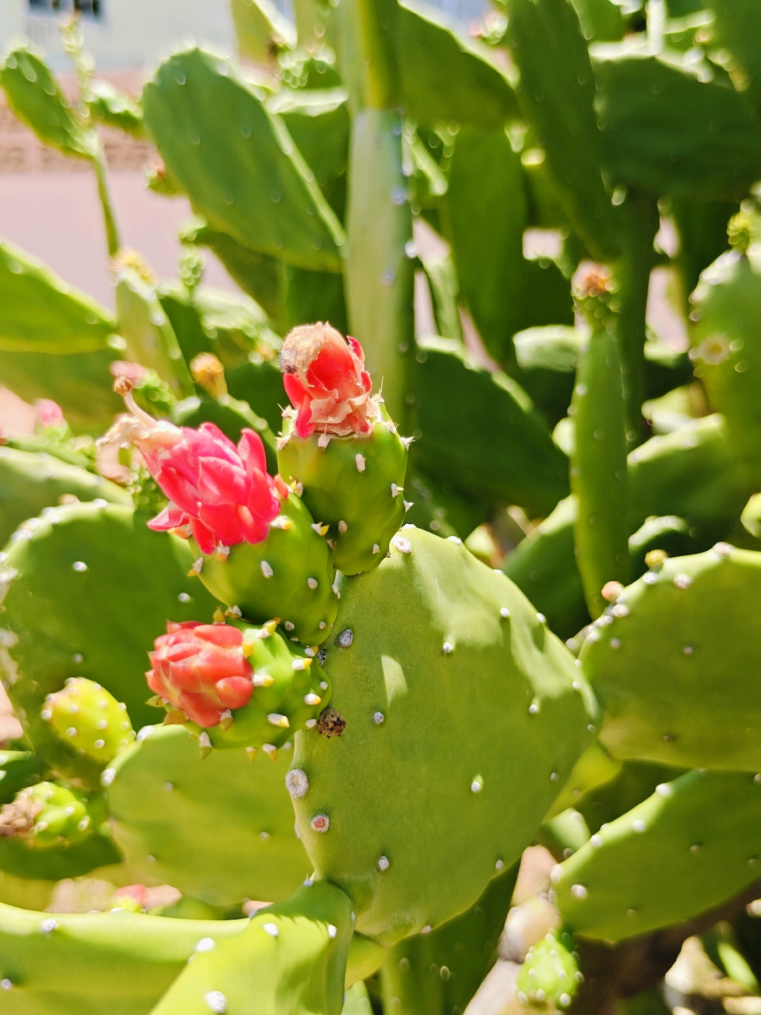 In Phra Nakhon Si Ayutthaya City Municipality, Thailand, a close-up, sunlit, medium shot captures a prickly pear cactus in bloom. The cactus exhibits vibrant green pads dotted with white areoles. Several pinkish-red blossoms are visible, some fully open, revealing their delicate petals and fuzzy centers. One flower prominently displays a wilting stigma. The background is softly blurred, suggesting an outdoor, possibly garden, setting.