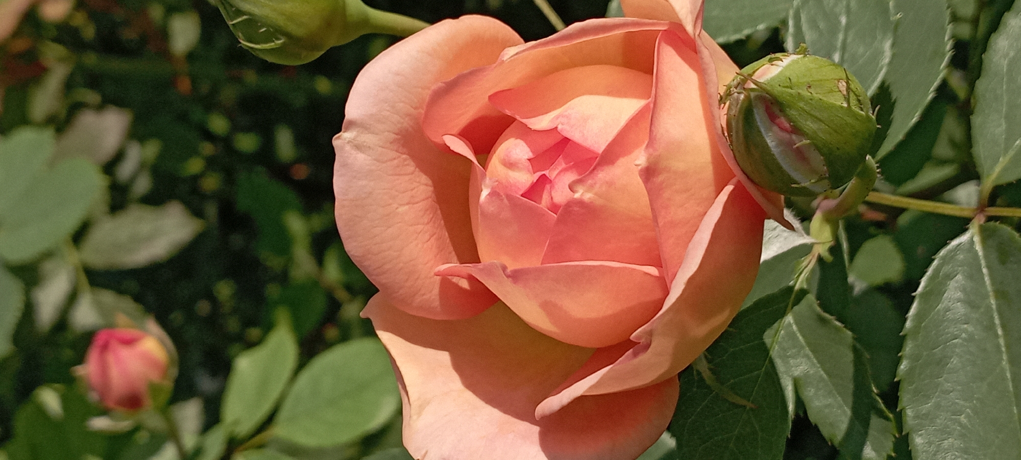 The image shows a close-up, vertical shot of a blooming peach-colored rose in an outdoor setting, possibly a garden. The rose is in focus, with its layered petals forming a soft, open bloom. Sunlight highlights the delicate texture and curves of the petals. To the lower right of the main bloom, a green rosebud is visible, partially opened and showing hints of pink inside. Green rose leaves with serrated edges are present in the foreground and background, creating a lush, natural environment. The background is softly blurred, consisting of more greenery and the dappled light of sunlight. There are no people or animals in the image. The specific location within Radisne, Ukraine is not discernible from the image itself.
