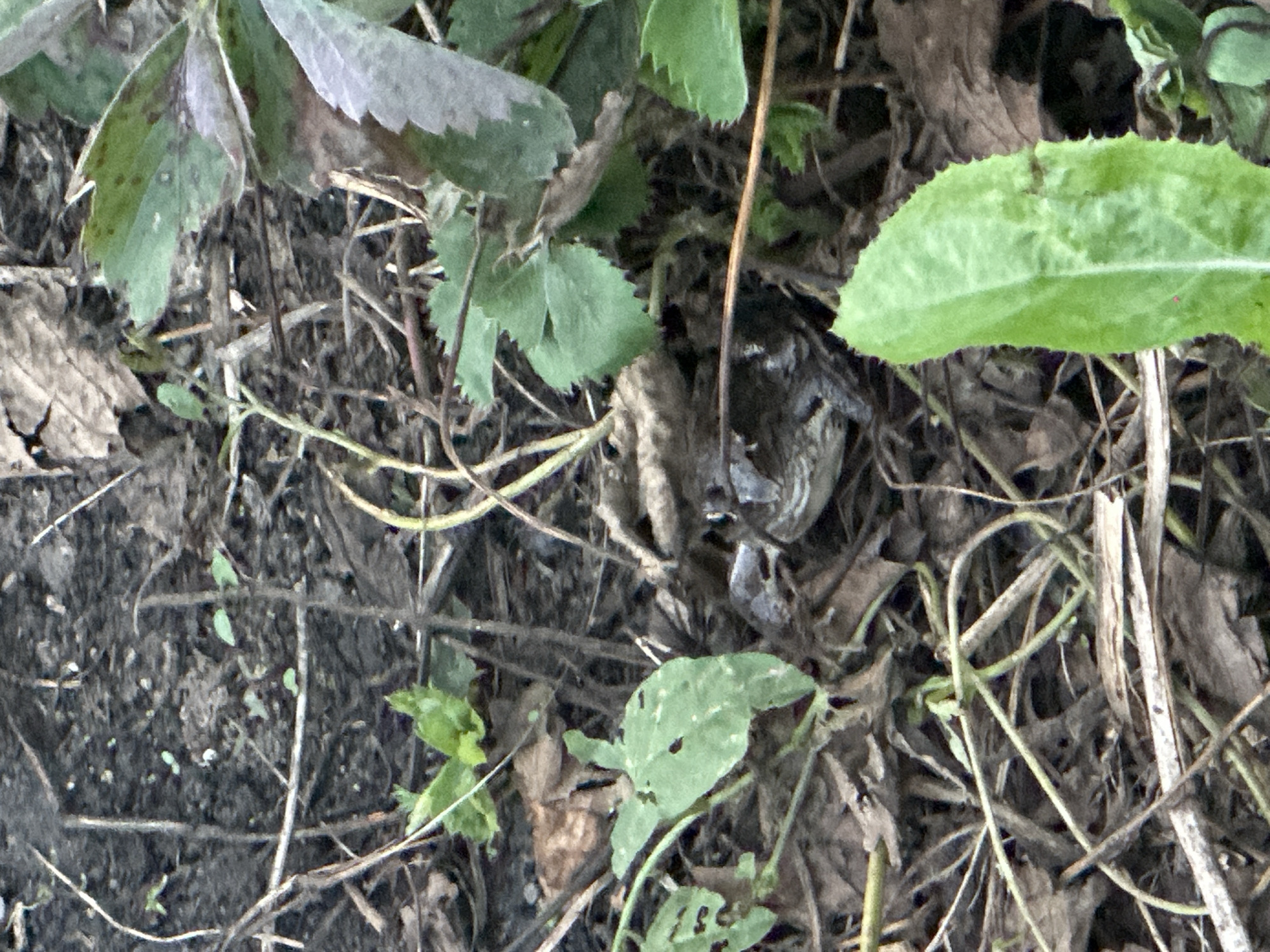 The image displays a toad partially concealed among dry leaves, twigs, and sparse green vegetation. The toad is the central subject, appearing to be at rest or camouflaged against the forest floor. The environment is cluttered with natural debris, indicative of an outdoor, possibly wooded or garden setting. There is no information or visual evidence within the image to suggest a location in the city of Biysk, Russia, or any specific urban context. The lighting suggests it might be daytime, but the overall scene is somewhat dim. No humans or other animals are visible.