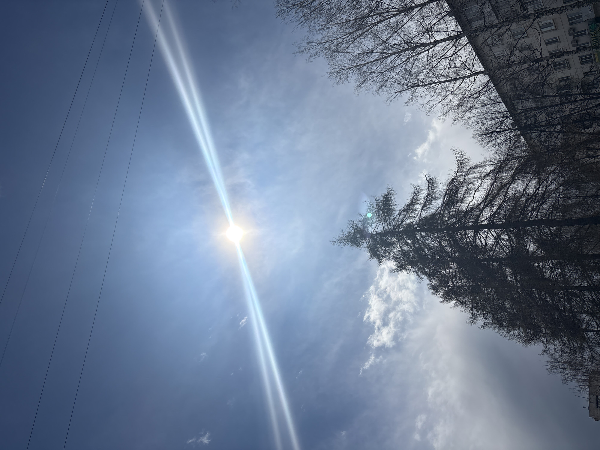 The image presents an upward view towards a bright, predominantly blue sky with scattered, wispy white clouds. The sun, a brilliant starburst, is prominently positioned in the upper left, casting significant lens flare that appears as two strong, parallel light streaks extending diagonally across the sky.
Several thin, dark parallel wires, likely utility lines, stretch across the left side of the frame. On the right and upper edges, the silhouettes of numerous bare tree branches are visible, suggesting a deciduous winter or early spring landscape. A particularly dense, dark evergreen tree or larch stands out on the right side. Behind and among the trees on the upper right, a section of a multi-story building, possibly an apartment block with multiple windows, can be seen. Faint, illegible text, potentially Russian characters ("ЛЕК"), is visible on a sign attached to the building's facade.
The bright sunlight indicates it is daytime, creating a clear and somewhat stark atmosphere. The scene combines elements of nature (trees, sky, sun) and urban infrastructure (wires, building), consistent with a setting in Chaikovsky, Russia, during a colder season.