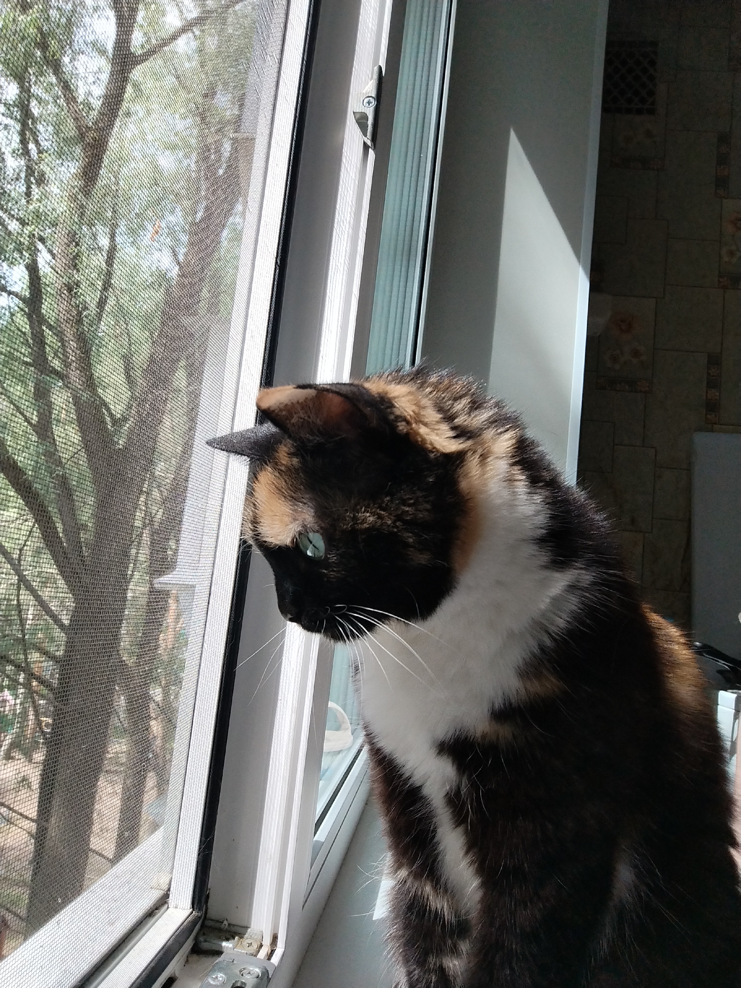 A calico cat, distinguished by its black, white, and orange-brown fur, is captured in a close-up, seated indoors and gazing intently out a window. The cat's left eye, a vivid green, is visible as it looks through the fine mesh of a window screen. Its white whiskers stand out against its dark snout. The feline's head is slightly tilted downwards, suggesting a focused observation of something beyond the pane.
Through the window screen, the blurred outlines of trees and foliage are visible, indicating an outdoor natural setting beyond the interior. The window frame itself is white, and a metal latch is partially visible on the right side. Bright natural light illuminates the scene, casting a strong, triangular shadow on the interior wall to the right of the window, suggesting it is daytime, likely morning or afternoon, with direct sunlight.
The interior background to the right features a wall with a subtle tiled or textured pattern, appearing somewhat darker due to the shadows. The cat's fur pattern shows a prominent white chest and neck area, contrasting with the darker and tri-colored patches on its head and back. The lower part of the window reveals a sill with minor visible dirt or debris. The overall impression is one of quiet curiosity as the cat observes the world outside from the comfort of its indoor perch. There is no visible text in the image.