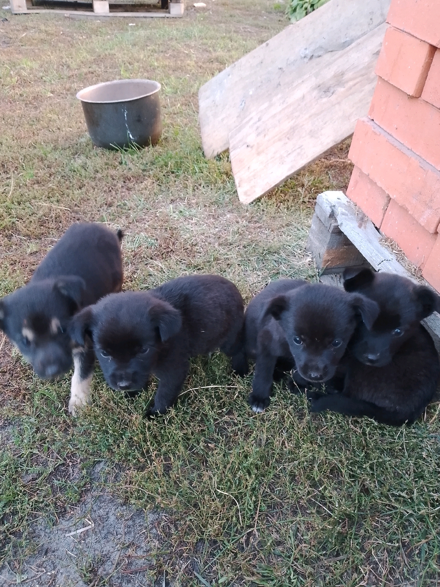 In the city of Ленінскі сельскі Савет, Belarus, a group of five black puppies are gathered on a patch of grass. The puppies are of various sizes and appearances, with some having lighter brown markings around their faces and paws. They are clustered together, with some of them appearing to be napping or resting. In the background, a dark metal pot sits on the grass, and further back, a stack of red bricks and wooden planks are visible, suggesting a construction or work area. The scene is set outdoors, with natural lighting indicating it could be daytime.