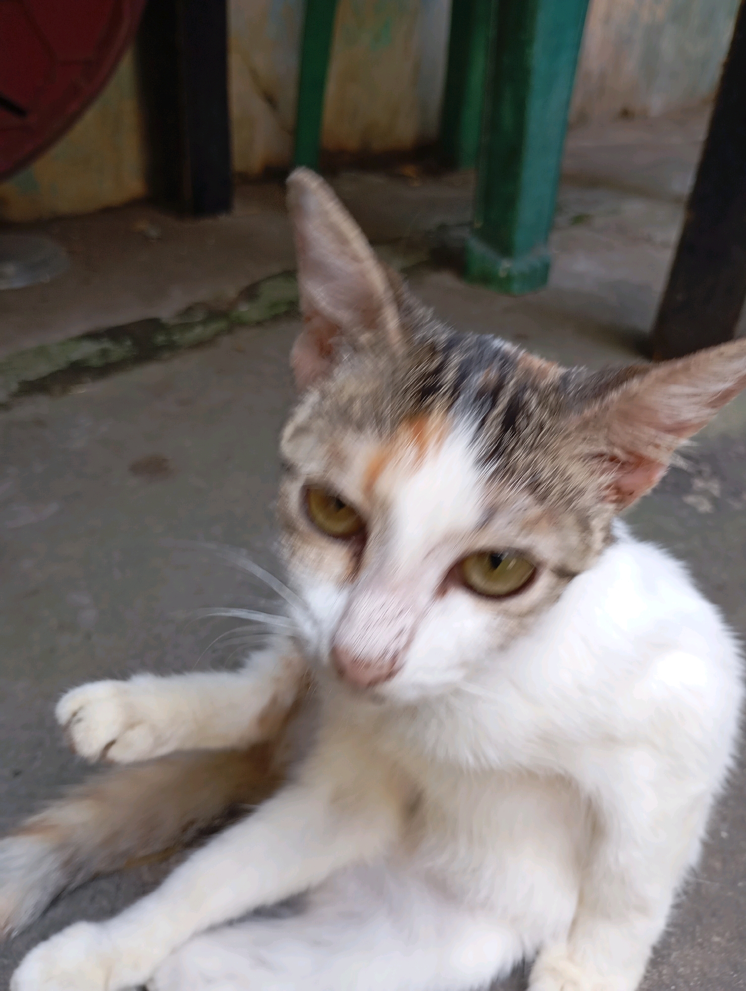 A calico cat with white, brown, and gray markings is lying on a concrete floor. Its head is turned to the left, and its eyes are open and yellow-green. The cat's front paws are resting on its chest, and its tail is curled around its body. In the background, there are two green chairs and a wall. The scene appears to be an outdoor area, possibly a courtyard or patio, in a residential area of Balikpapan, Indonesia. The lighting suggests it is daytime.
