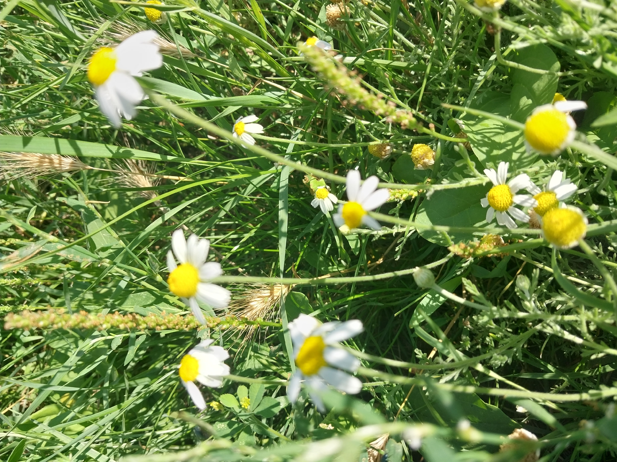 A close-up, low-angle shot captures a cluster of daisies and other wild flora bathed in sunlight. The daisies, with their white petals and yellow centers, are in various states of bloom and some appear wilted. The background is filled with lush green grass and stalks of wheat, indicating a natural, possibly rural or park-like setting. The lighting suggests it is daytime, with shadows cast by the plants. The scene appears to be an outdoor environment, likely a field or meadow. There are no people or animals visible in the image. The image does not provide any specific visual cues to pinpoint its location within the city of Dnipro, Ukraine.
