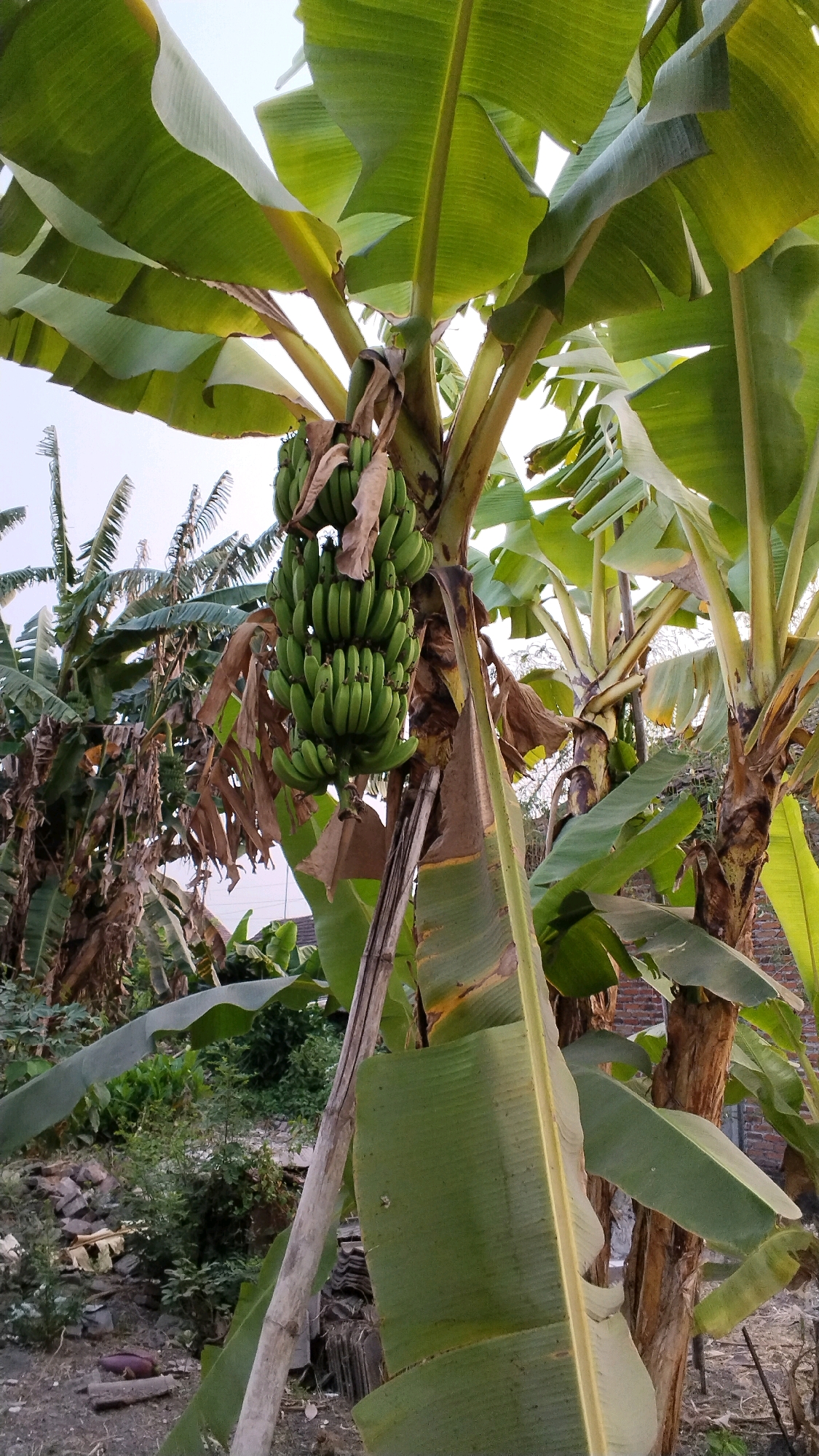 The image shows a bunch of green bananas hanging from a banana tree. The tree has large, green leaves and a thick trunk. The bananas are unripe and appear to be a few weeks away from harvesting. In the background, there are other banana trees and vegetation. The ground is covered with dirt and debris, including some bricks and a plastic bag. There is a building with a red brick wall visible in the far background. The scene appears to be outdoors in a tropical or subtropical climate. The location is identified as Penompo, Indonesia. The image is taken from a low angle, looking up at the banana tree. The lighting suggests it is daytime.