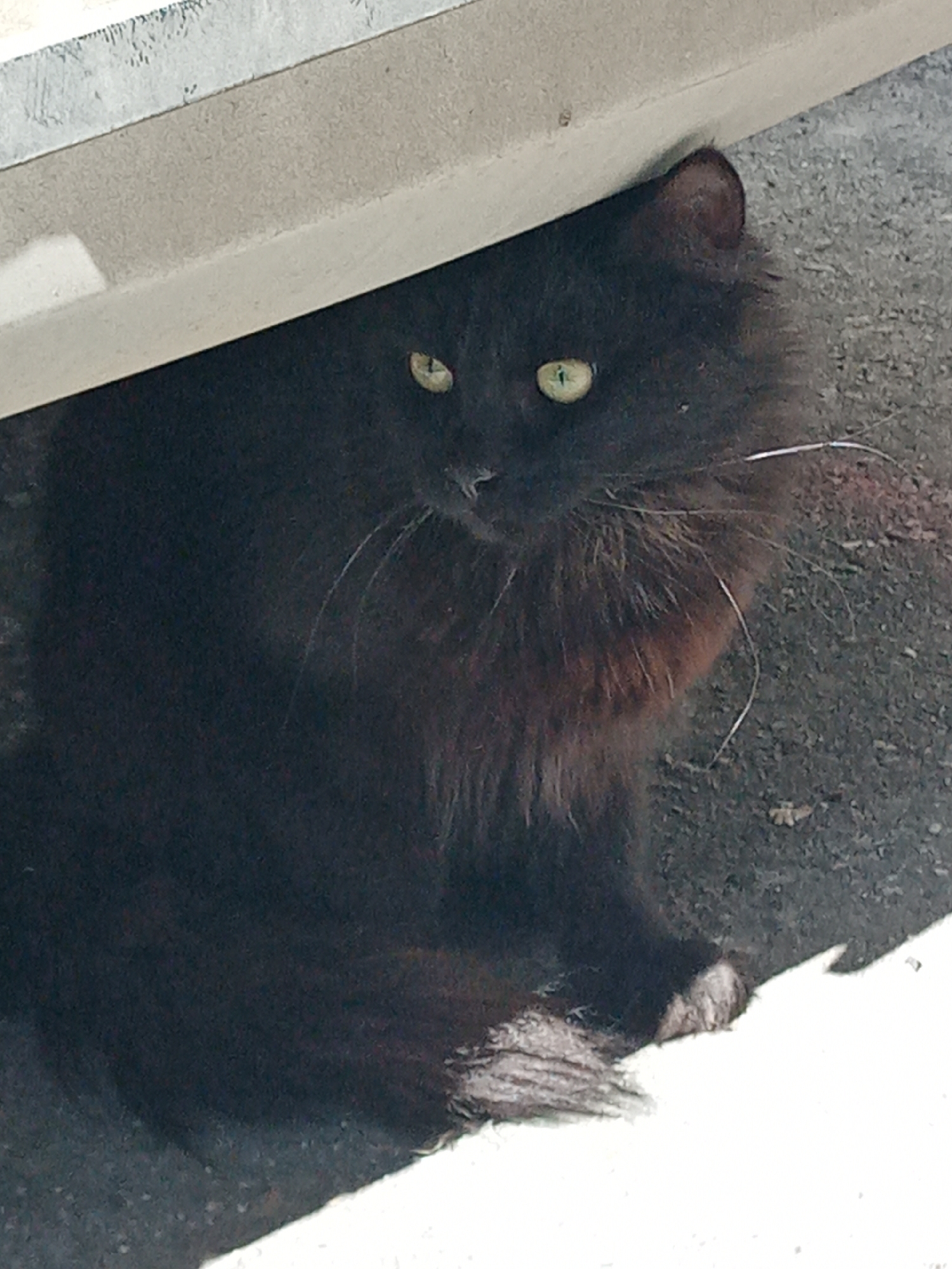 A long-haired black cat with striking green eyes is the central subject of this image. The cat is captured in a close-up, sitting partially concealed beneath a light-colored, possibly concrete or stone, structure. Its body is mostly in shadow, while its head and upper body are visible, looking directly towards the viewer with an alert and curious expression.
The cat's fur is predominantly black, but patches of reddish-brown undertones are visible, particularly around its chest and lower neck, giving its dark coat a rich texture. It has prominent white whiskers extending from its muzzle, and its ear is a dark brown, visible against the gray ground. One of its paws, partly visible at the bottom right, appears to have some lighter-colored fur or markings.
The setting appears to be outdoors during daytime, indicated by the bright lighting on the overhead structure and the presence of shadows. The ground beneath and around the cat is a dark, granular surface, resembling asphalt or gravel. There are no other subjects or activities clearly visible beyond the cat's quiet observation from its sheltered spot. No text is visible in the image. The scene takes place in Elektrostal, Russia.