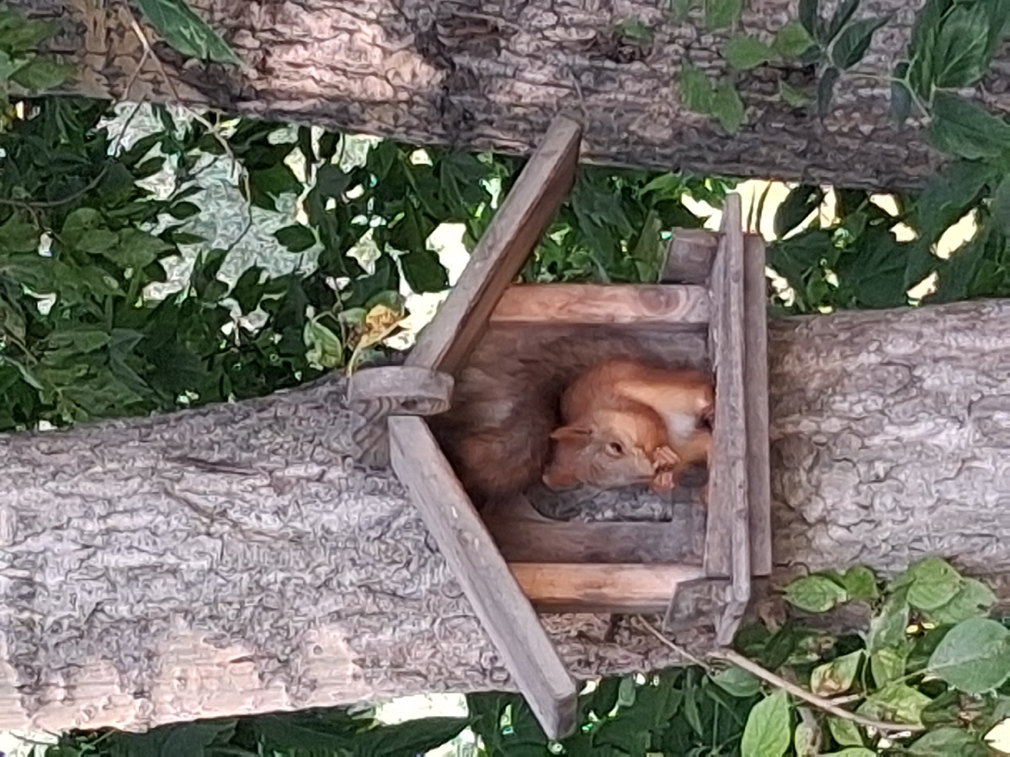 A squirrel is eating something in a wooden birdhouse attached to a tree. The birdhouse has a slanted roof and an open front. The squirrel is a reddish-brown color with a bushy tail. It is holding a piece of food in its paws and appears to be gnawing on it. The tree has rough, gray bark and is surrounded by green leaves. The background is blurred, but suggests a natural outdoor setting. The scene is likely located in a park or garden in Novosibirsk, Russia, given the tree type and foliage.