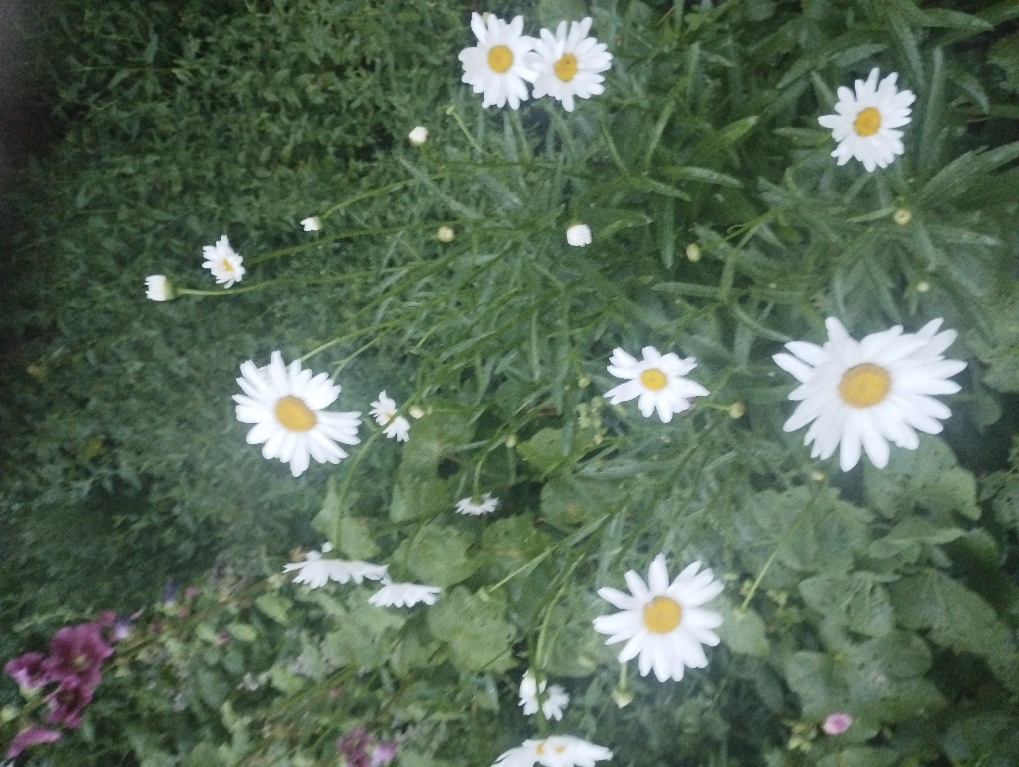 A shallow depth of field photograph captures a cluster of white daisies with yellow centers, interspersed with green foliage. In the upper left quadrant, several purple flowers, possibly hollyhocks, are visible. The image appears to be an outdoor garden scene. There is no indication of the specific location within the city of Samara, Ukraine, nor are there any people or specific actions depicted. The overall impression is of a natural, somewhat wild garden setting.