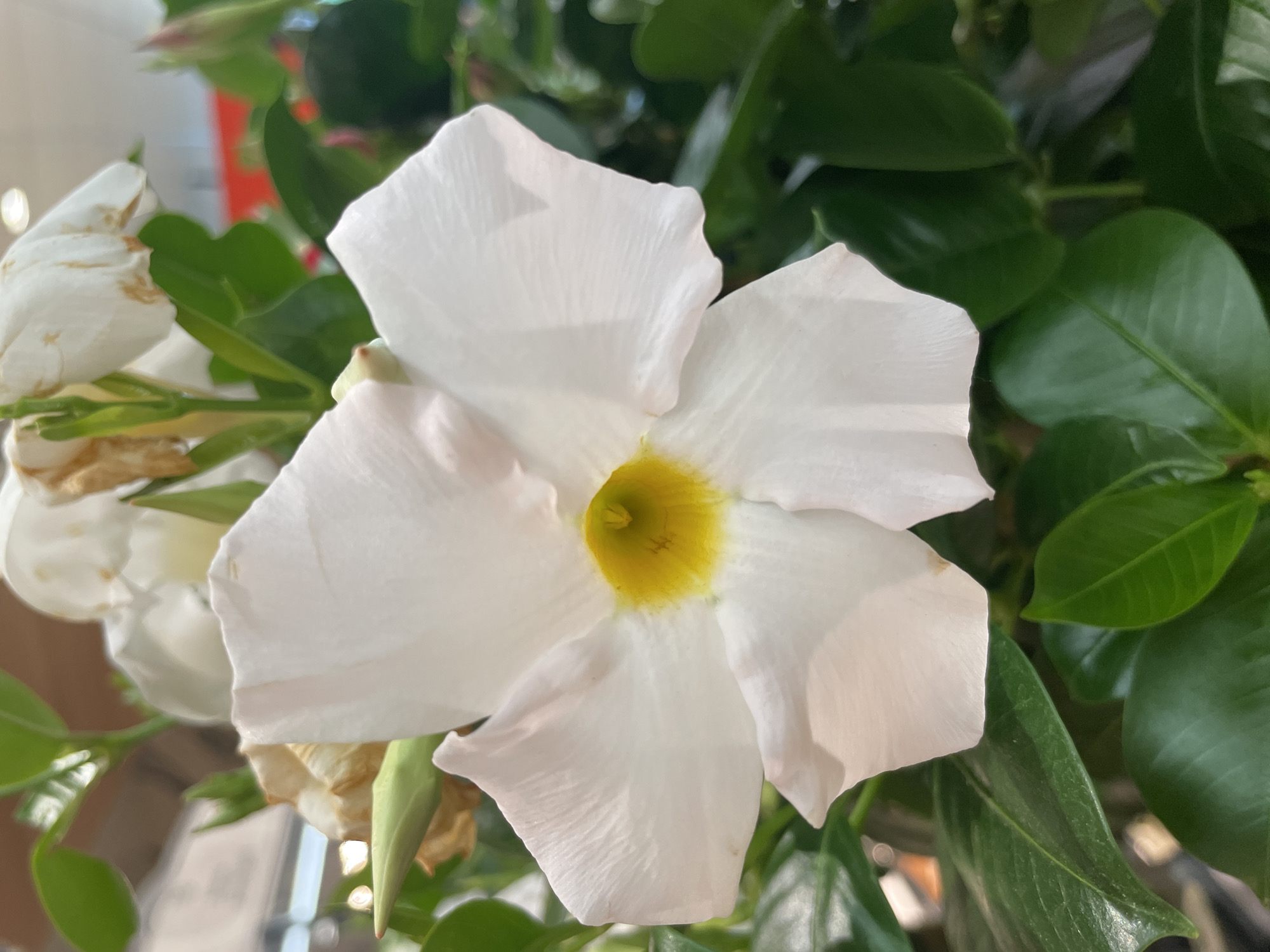A close-up shot depicts a white flower with a yellow center, surrounded by green leaves. Another flower, less vibrant and partially obscured, is visible to the left. The background consists of additional green foliage. The location is Unknown, Unknown.
