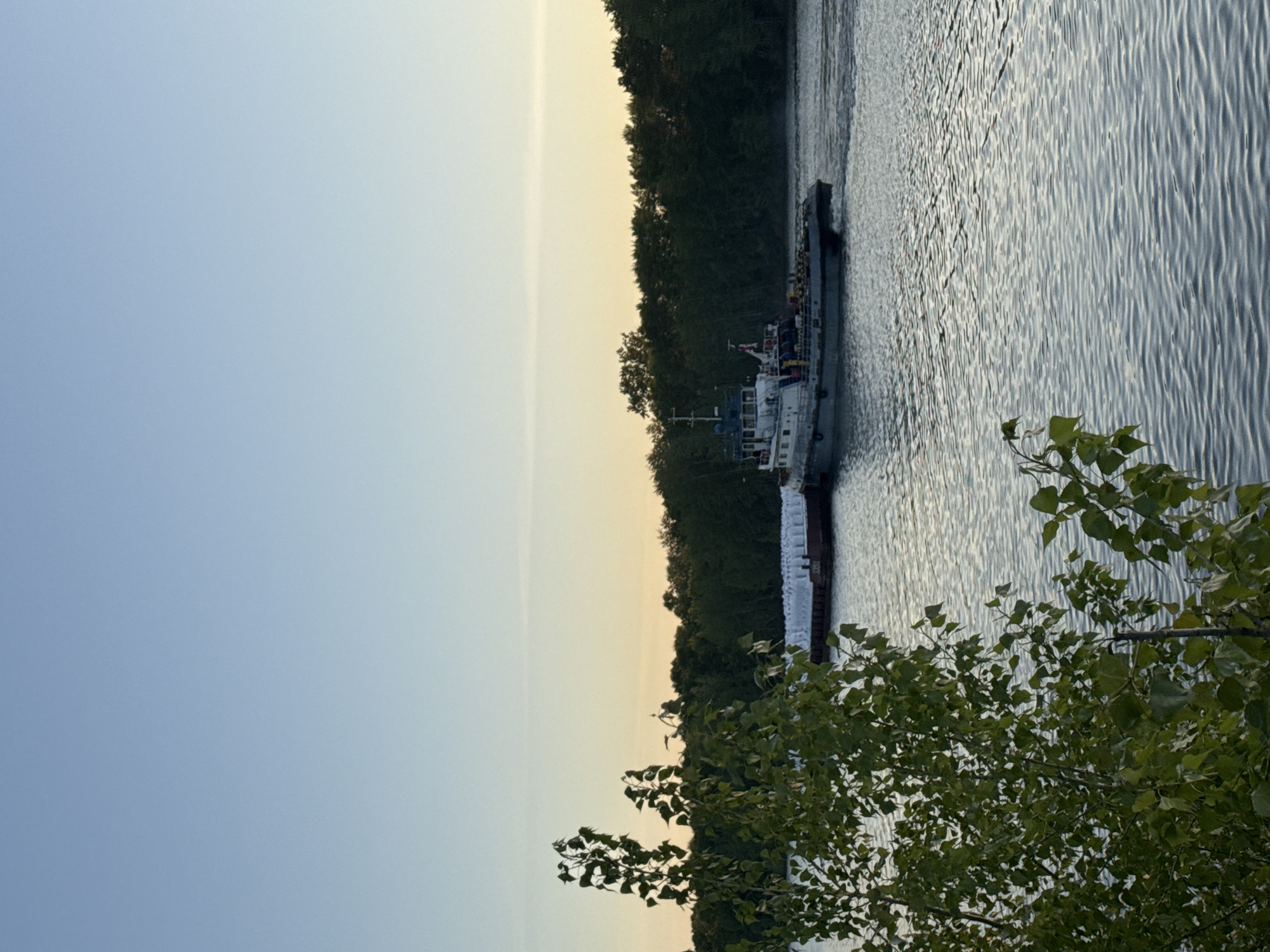 The image depicts a tugboat towing a barge on the Kama River in the city of Chaikovsky, Russia. The tugboat is white with a dark superstructure and several antennae. The barge is grey and appears to be loaded with white rectangular items. The river is rippled and reflects the sky. The riverbank is lined with green trees. A tree with green leaves is in the lower right foreground. The sky is clear and a light blue, becoming a gradient of light yellow towards the horizon behind the forest. The photo appears to be taken during the late afternoon or early evening.