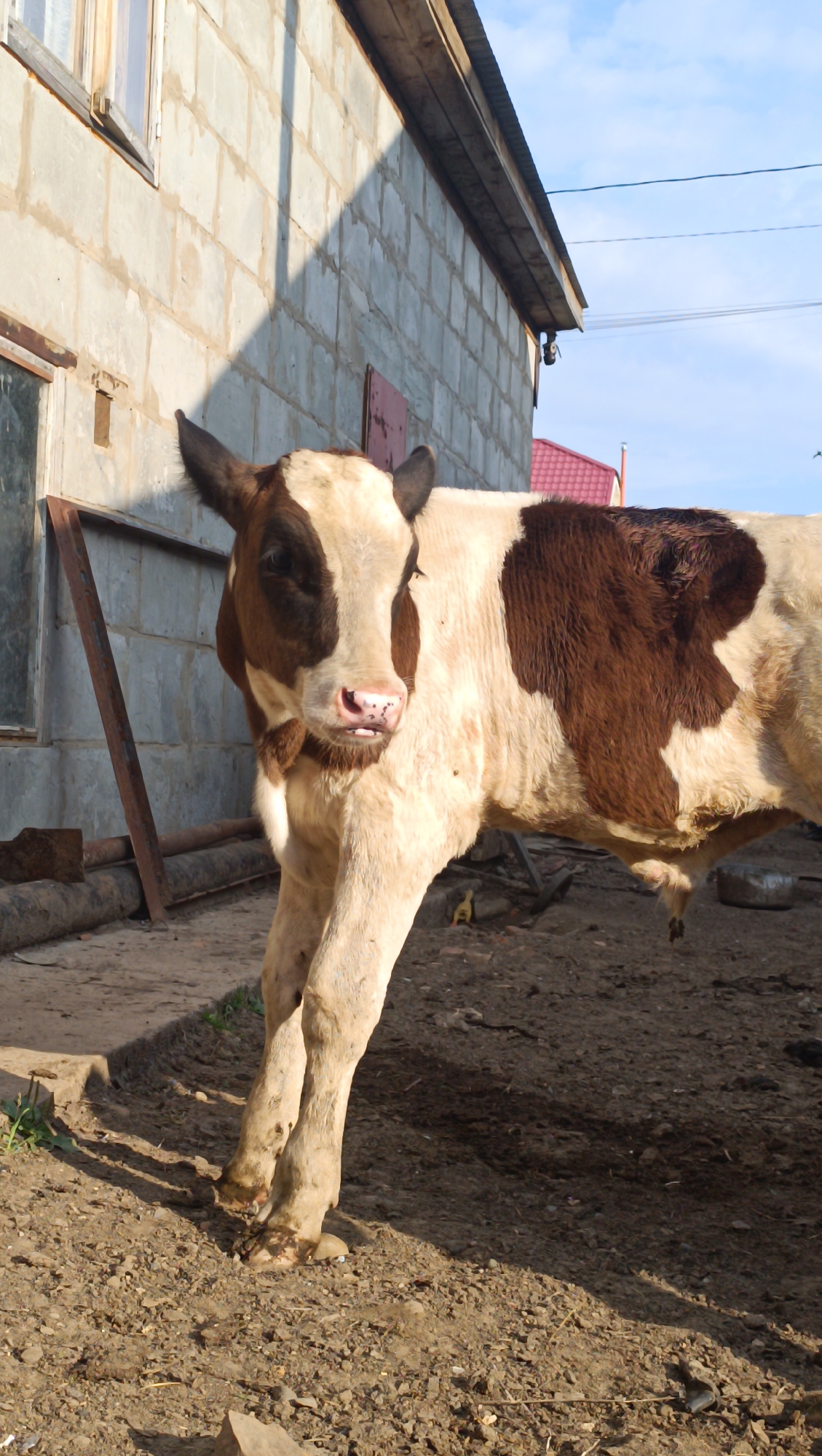 A young calf with brown and white patches stands in a dirt yard next to a cinder block building. The calf is facing left and looking at the camera with its mouth slightly open. Its hooves are muddy, and its legs are thin. The building has a corrugated metal roof and a window with an open sash. Sunlight casts a shadow on the building from the roof. The ground is covered in dirt, gravel, and some sparse vegetation. The sky is blue with a few clouds. The image is taken in Karsha, Russia.