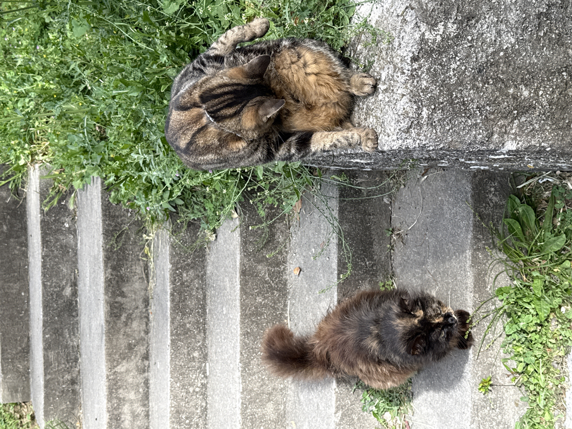 A top-down shot shows two cats near a concrete stairway. One cat, a tabby with brown and black markings, is curled on a grassy patch beside the top of the stairs. The second cat, with a mix of brown and black fur, sits near the bottom of the stairway, next to greenery growing through the concrete. The scene is outdoors with concrete steps and greenery suggesting an urban or suburban environment. The location is Herceg Novi, Montenegro.