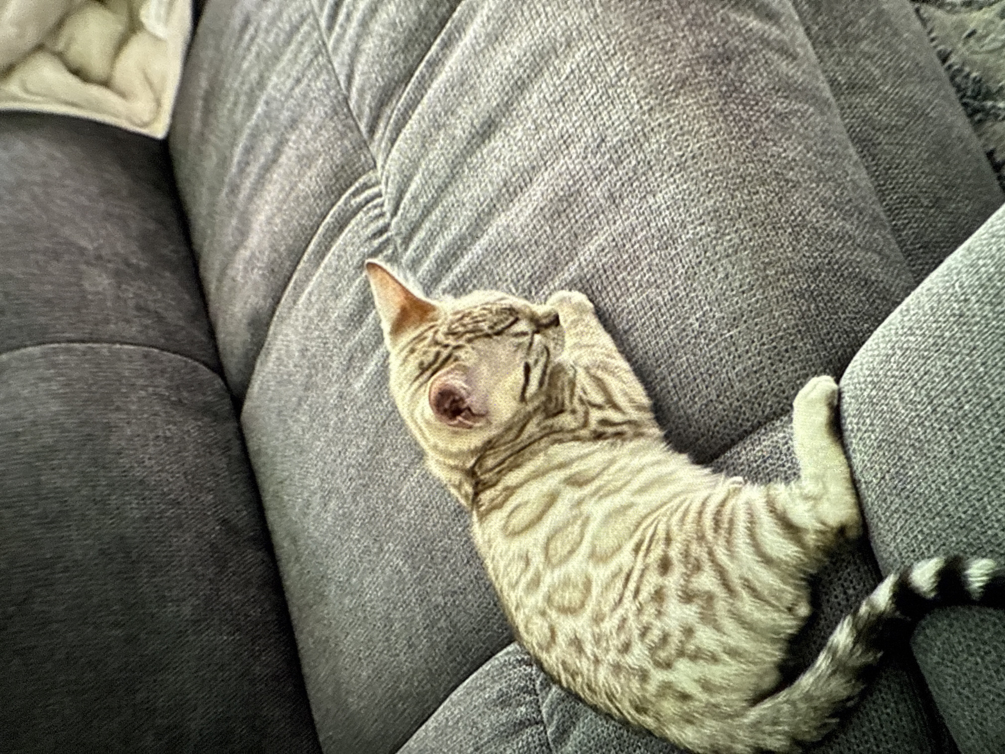 A small, spotted kitten is sleeping on a gray, textured couch. The kitten is lying on its side, with one paw covering its face. Its tail, which has black and white stripes, is curled up next to its body. The kitten's fur is light beige with darker spots. The couch appears to be indoors, and the lighting suggests it could be daytime. There is a white, fuzzy blanket partially visible in the upper left corner of the image. The kitten looks relaxed and comfortable.