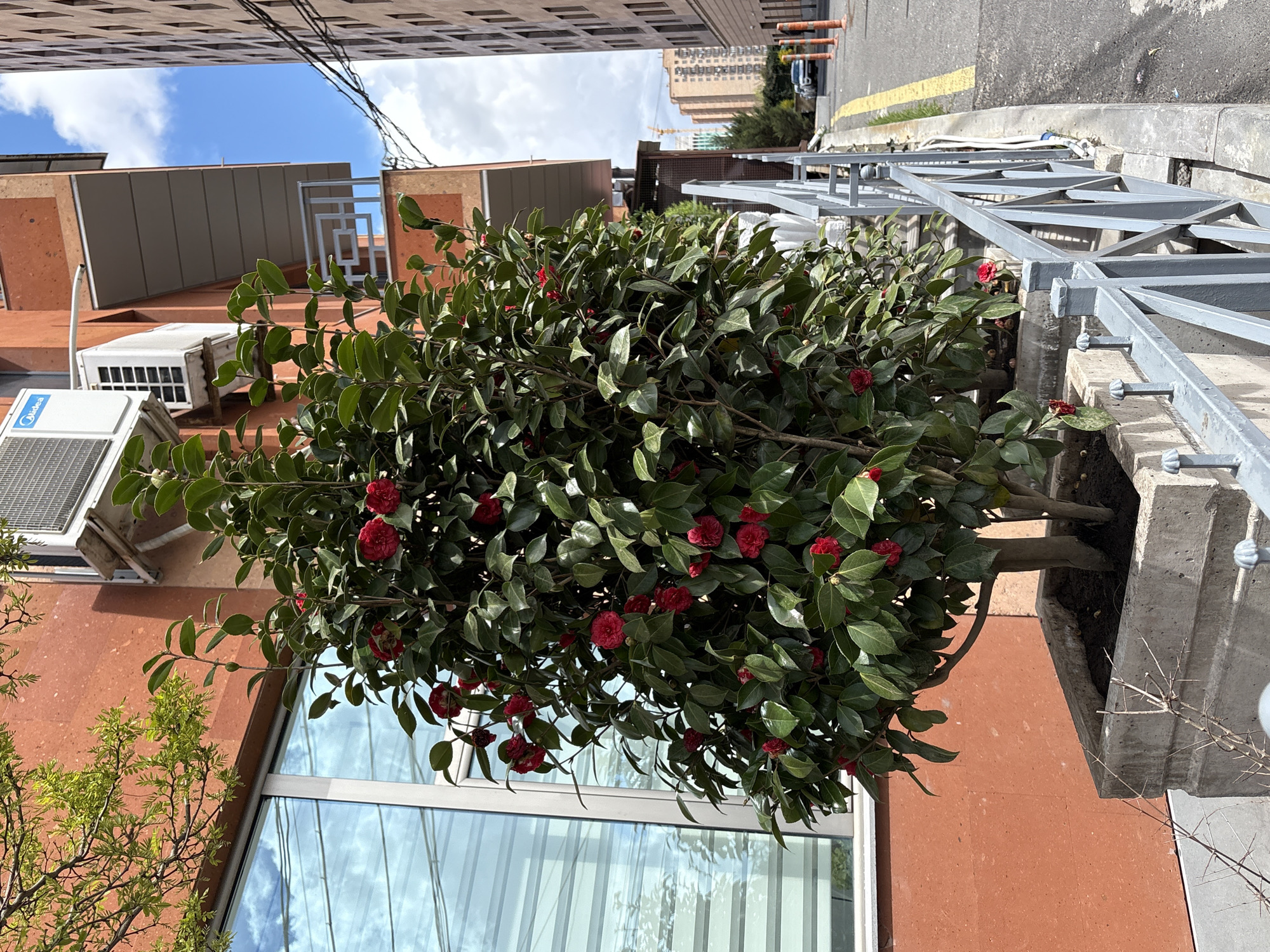 An urban street scene unfolds under a partly cloudy sky, with the image rotated 90 degrees counter-clockwise from its upright orientation. The central focus is a large, vibrant green bush, densely covered with numerous deep red flowers, resembling camellias. This bush is planted in a concrete planter box that lines a sidewalk.
Behind the flourishing bush, a building with a warm reddish-brown facade rises, featuring a large window that reflects the sky and parts of an adjacent building. Two white outdoor air conditioning units are mounted on this building; the lower unit prominently displays the "Midea" logo. Above this structure, parts of other buildings are visible against the sky, including a building with gray or beige paneling and a taller, more distant building.
To the right, a gray, angular metal structure, possibly a railing or a support frame, runs alongside the sidewalk and planter. Beyond this metalwork, a paved street with a faded yellow line can be seen, curving into the distance. The street appears to lead towards more urban development. The scene is illuminated by natural daylight, suggesting it is daytime. Bare tree branches and some lighter green foliage are also present in the lower left portion of the frame.
