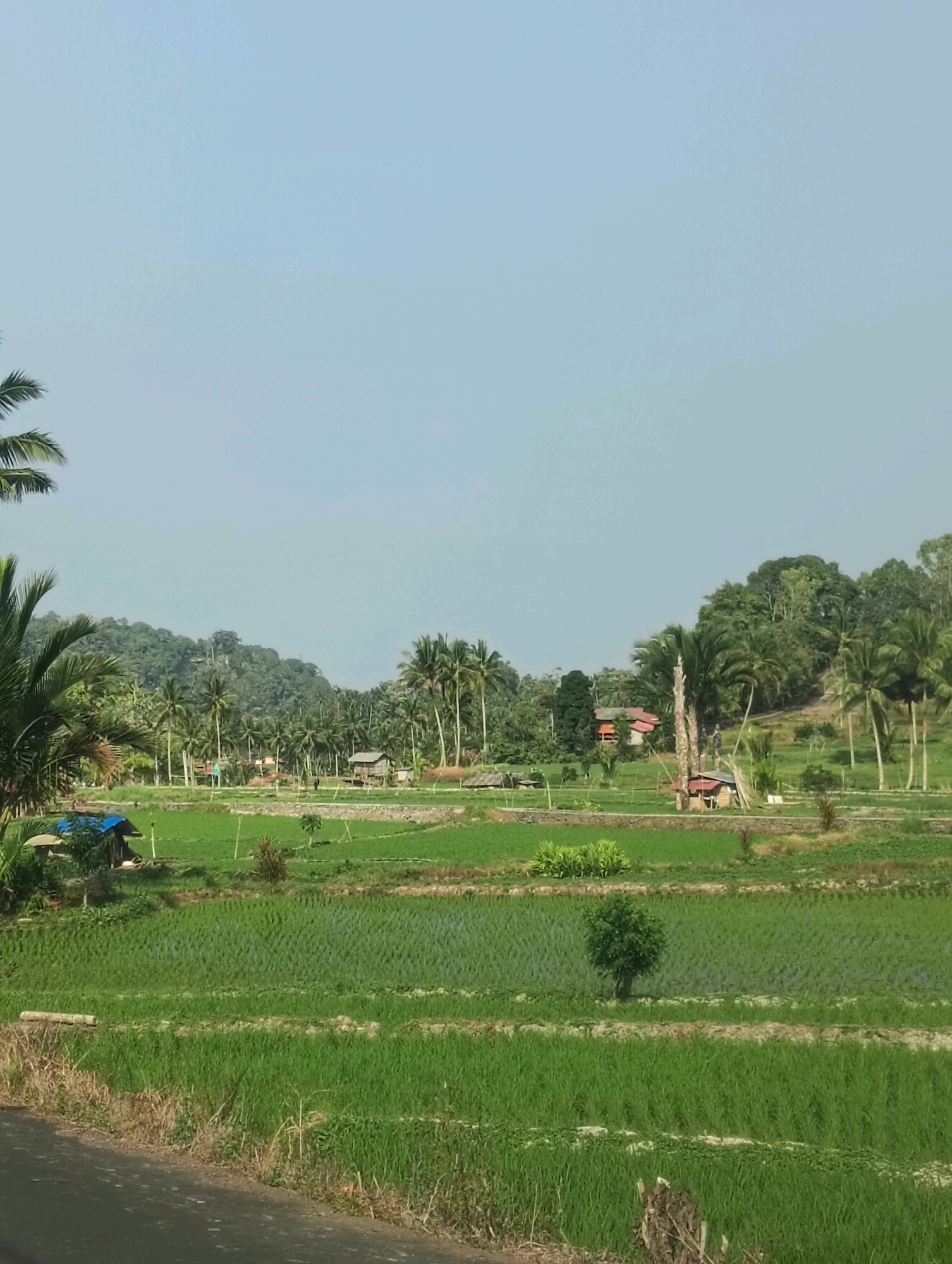 This image depicts a rural landscape in the city of Tomohon, Indonesia. The foreground features a paved road bordering terraced rice paddies, which are lush and green. Beyond the paddies, a scattering of small houses and agricultural structures are visible, interspersed with coconut palm trees. In the middle ground, a gently sloping hill is covered with dense vegetation and more palm trees, with a few buildings nestled amongst them. The background is dominated by a larger, verdant hill or mountain, heavily forested. The sky above is a clear, pale blue. There are no people clearly visible in the frame. The scene conveys a sense of agricultural tranquility and natural beauty characteristic of the region.