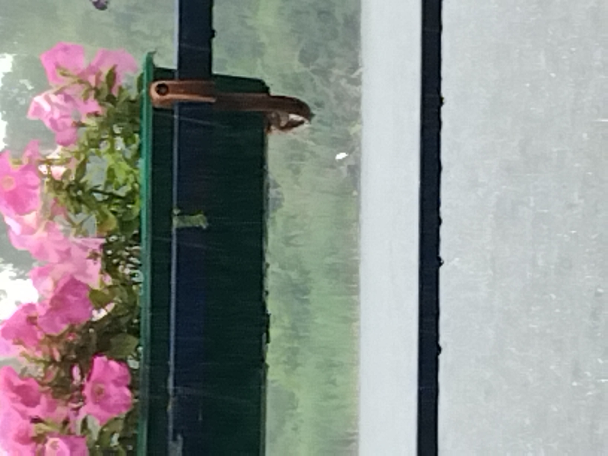 The image shows a close-up of pink flowers in a dark green planter box, attached to a window frame with a bronze-colored latch. The planter is hanging on what appears to be a window or door, with the outside world visible through the glass. The scene is partially obscured by rain, which is visible as streaks on the glass. The foliage of the flowers is lush and green, contrasting with the bright pink blooms. The background is blurred and appears to be a natural, outdoor setting with trees and foliage. The time of day is not explicitly clear, but the lighting suggests it could be daytime, possibly overcast due to the rain. The overall mood is somewhat melancholic, due to the rain, but also serene, with the vibrant flowers offering a splash of color. There is no visible text in the image. The context of Kyiv, Ukraine, provides a geographical setting, suggesting this scene could be part of a home or public space in the city.