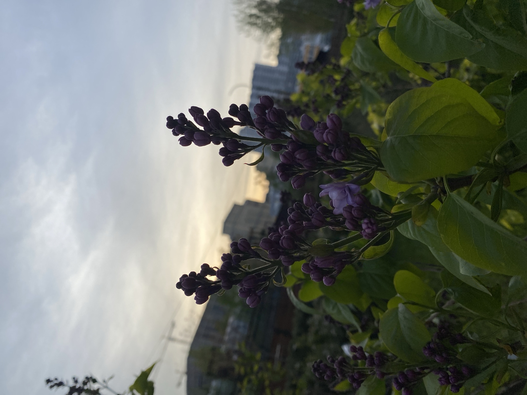 The image captures a close-up view of lilac blossoms in Saint Petersburg, Russia. The blossoms are predominantly in the bud stage, exhibiting a deep purple color. Some individual florets are beginning to open, revealing a lighter shade of purple. The green leaves of the lilac bush are also visible, creating a contrast against the darker buds. In the background, blurred details of buildings suggest an urban setting, characteristic of Saint Petersburg. The sky is overcast, casting a soft, diffused light on the scene. No people are visible in the image.