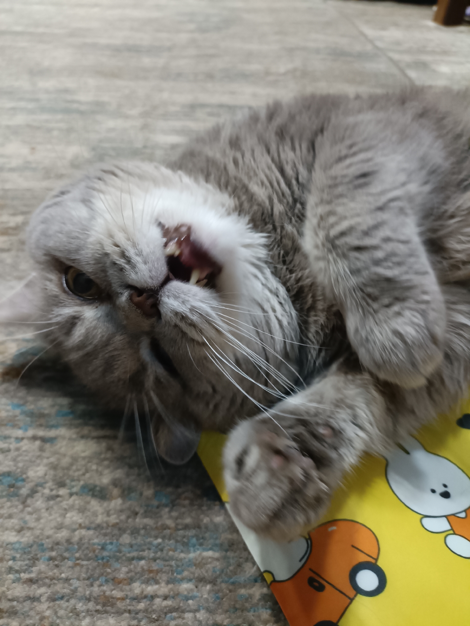 A gray tabby cat is lying on its back on a carpeted floor, with its paws in the air. The cat's mouth is open, revealing its teeth and tongue. A yellow object with cartoon characters on it is partially visible beneath the cat. The scene is illuminated by indoor lighting. There are no people present. This image was taken in Bataysk, Russia.