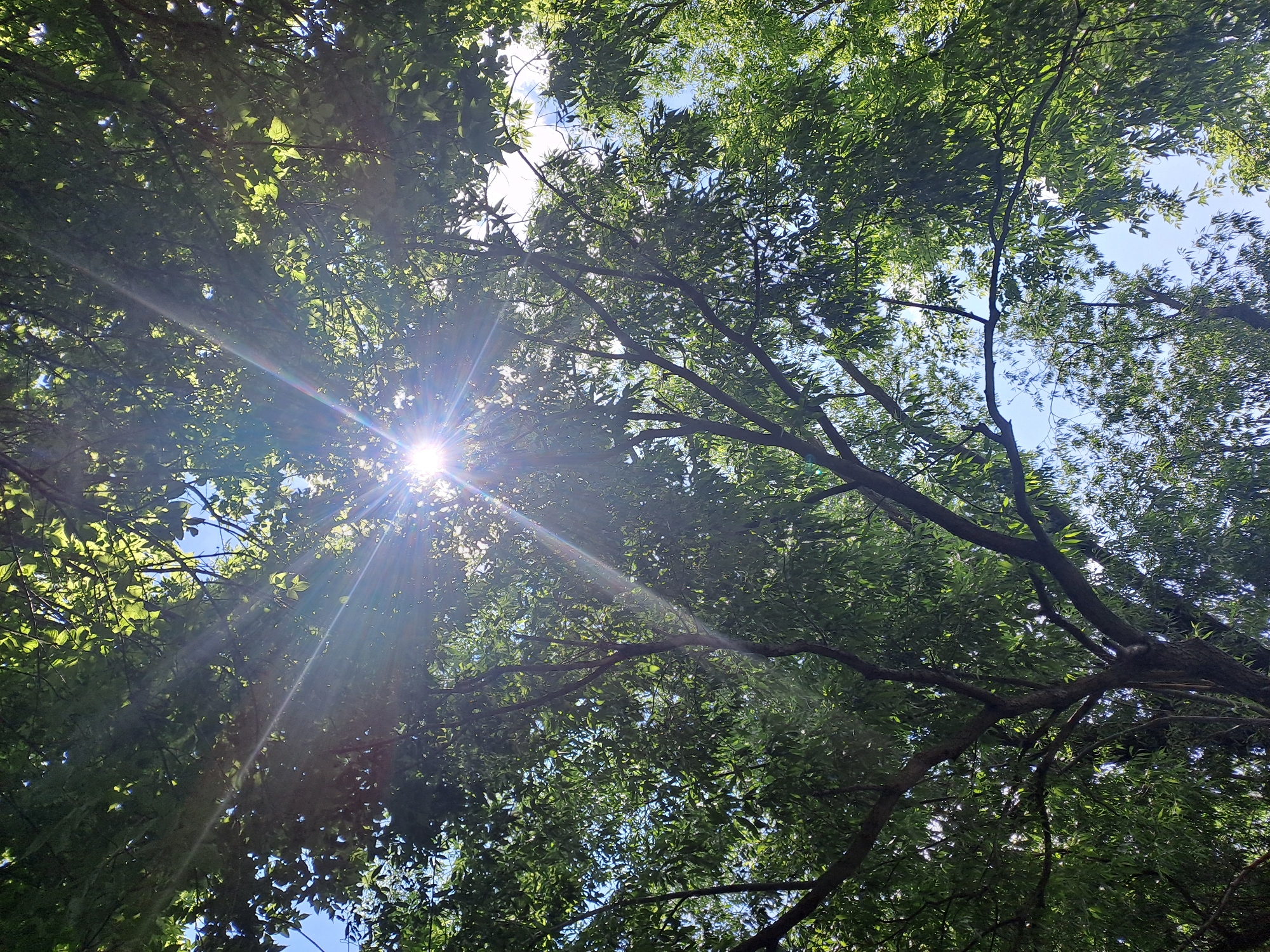 This is a low-angle, medium shot of sunlight filtering through the dense green leaves of trees in Dedinovo, Russia. The sun, positioned slightly left of center at the top of the frame, creates a bright lens flare and strong sunbeams radiating outwards. The branches of the trees are dark and textured, some extending prominently into the foreground. The leaves are a vibrant green, with many appearing backlit by the sun. Patches of bright blue sky are visible through the foliage. The overall impression is one of dappled sunlight and lush greenery.