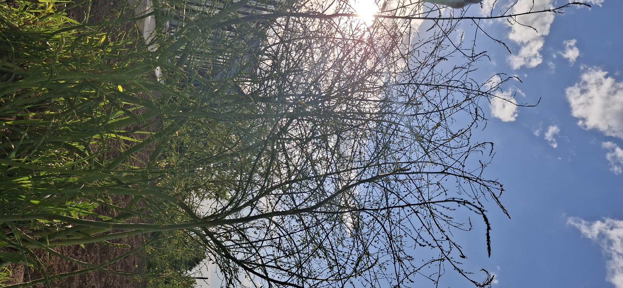The image shows a tree with bare branches against a blue sky with scattered white clouds, with the sun shining brightly through the branches. The perspective is from below, looking up at the tree. The location is not identifiable as Chaikovsky, Russia, from the visual information provided. Tall green grass and plants are visible on the left side of the frame, suggesting a field or a roadside.