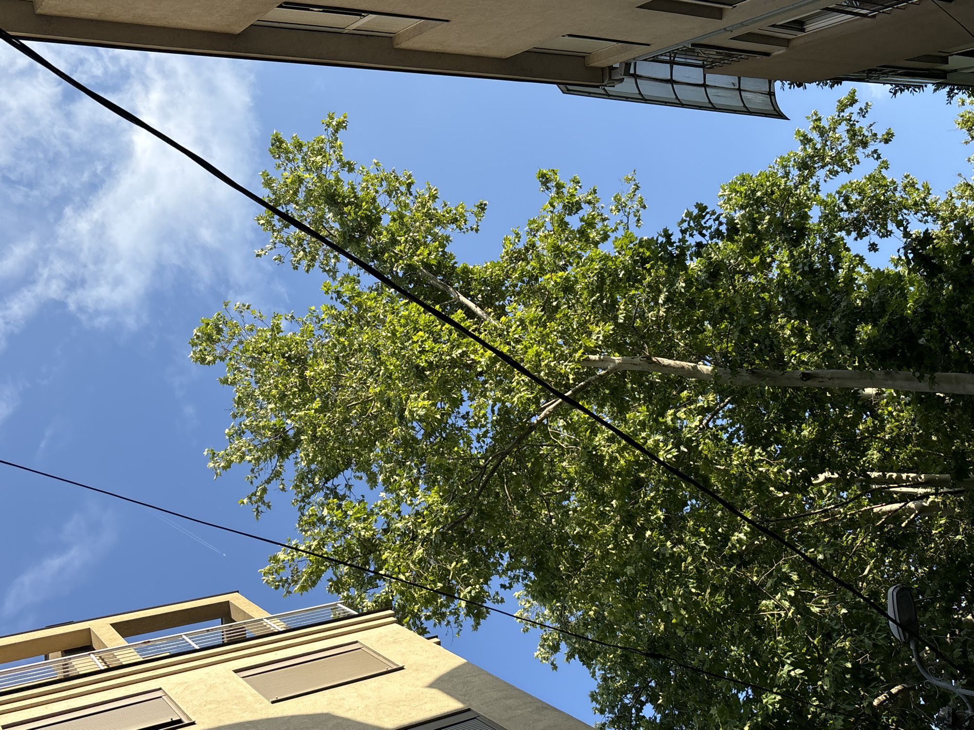 The image shows a view looking up towards the sky between two buildings, with a large tree in the center and power lines running across the frame. The sky is blue with some scattered clouds. The building on the left is light brown with windows. The building on the right is also light brown and has a curved glass structure extending from its upper floors. The tree has abundant green leaves. A faint contrail from an airplane is visible in the sky. A street lamp is partially visible at the bottom left. The scene is likely a street or courtyard in a city. This specific image was captured in the vicinity of Skadarska Street in Belgrade, Serbia, where similar architectural styles and mature trees are common.