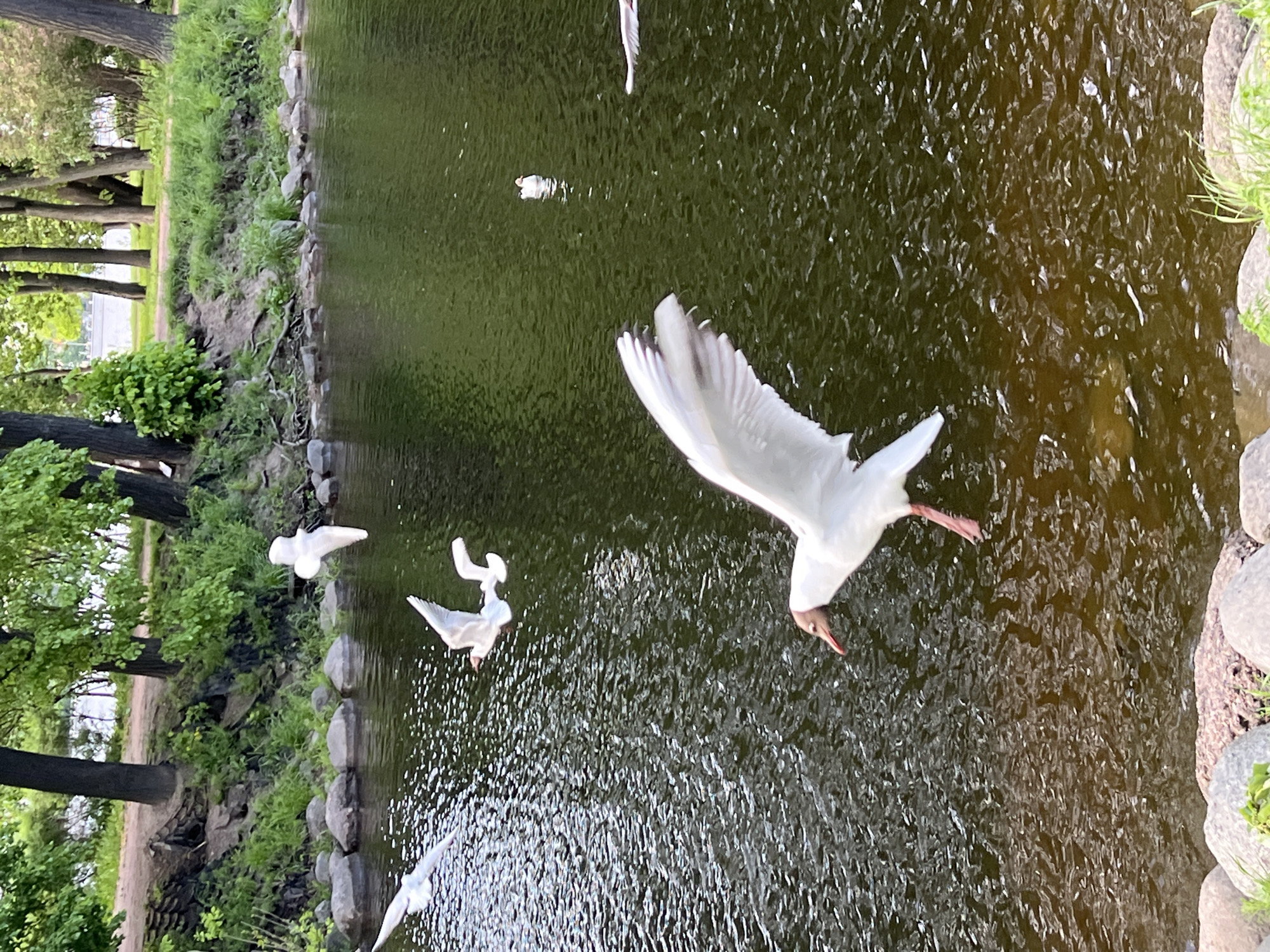 The image captures a pond within a park setting, likely in Saint Petersburg, Russia, given the architectural style and general environment. A group of seagulls is featured prominently over the water's surface. One gull is in mid-flight, wings fully extended, seemingly about to touch down or take off from the water. Other gulls are either in the water, flying closer to the surface, or are obscured further into the background. The water is murky, reflecting light and indicating a pond environment. The pond's edge is lined with stones and interspersed with greenery. On the left side of the image, trees and vegetation suggest a park-like atmosphere.