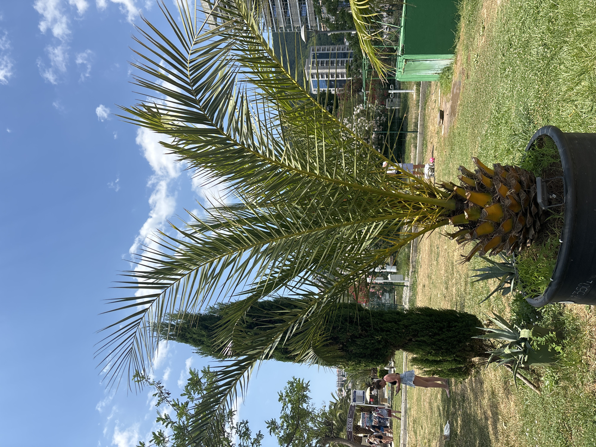 This is a vertical, eye-level outdoor photograph on a sunny day in Budva, Montenegro. The foreground is dominated by a large potted palm tree, its fronds extending across the frame and obscuring some of the background. To the right of the palm, a black planter holds the tree, with a portion of the planter visible in the lower right corner.
In the mid-ground, a woman wearing a denim skirt and a black top stands barefoot in the grass, facing away from the camera. She is looking at her phone. Behind her, a tall, conical evergreen tree stands next to an agave plant. Further back, there is a green metal structure, possibly a fence or a temporary building.
The background shows a street with people walking, some with bicycles. Beyond the street, a tall, multi-story building with many windows is visible, along with a hint of mountains in the distance. The sky is blue with scattered white clouds. The scene appears to be a public park or promenade, likely during the daytime. The overall mood is relaxed and casual, indicative of a vacation or leisure setting.
