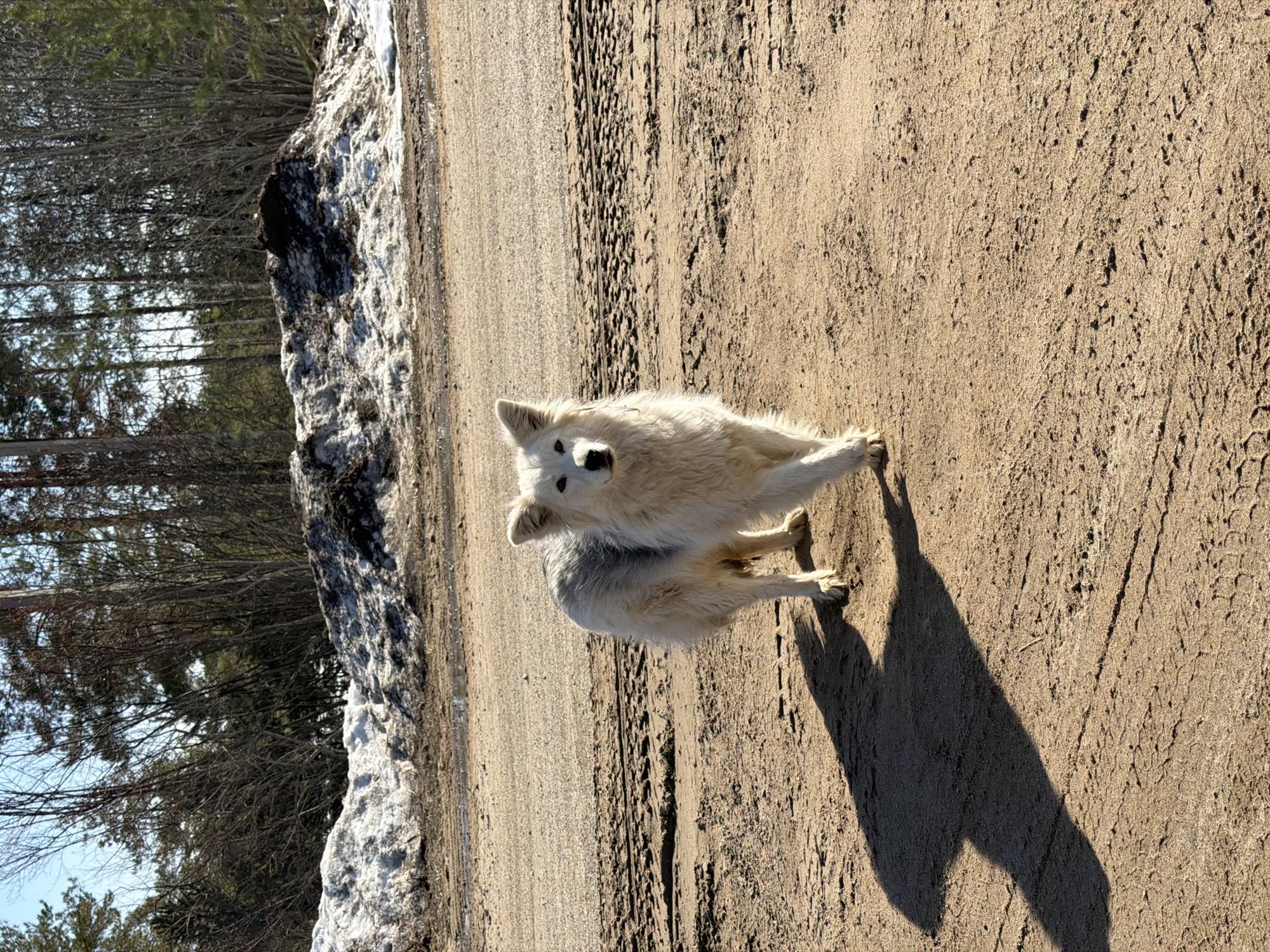 A medium-sized, fluffy white dog stands on a dirt and sand path in Noviy, Russia. The dog is casting a long shadow to its right and is looking toward the viewer. To the left of the path is a bank of melting snow, with trees behind it. The path has tracks suggestive of vehicle tires.