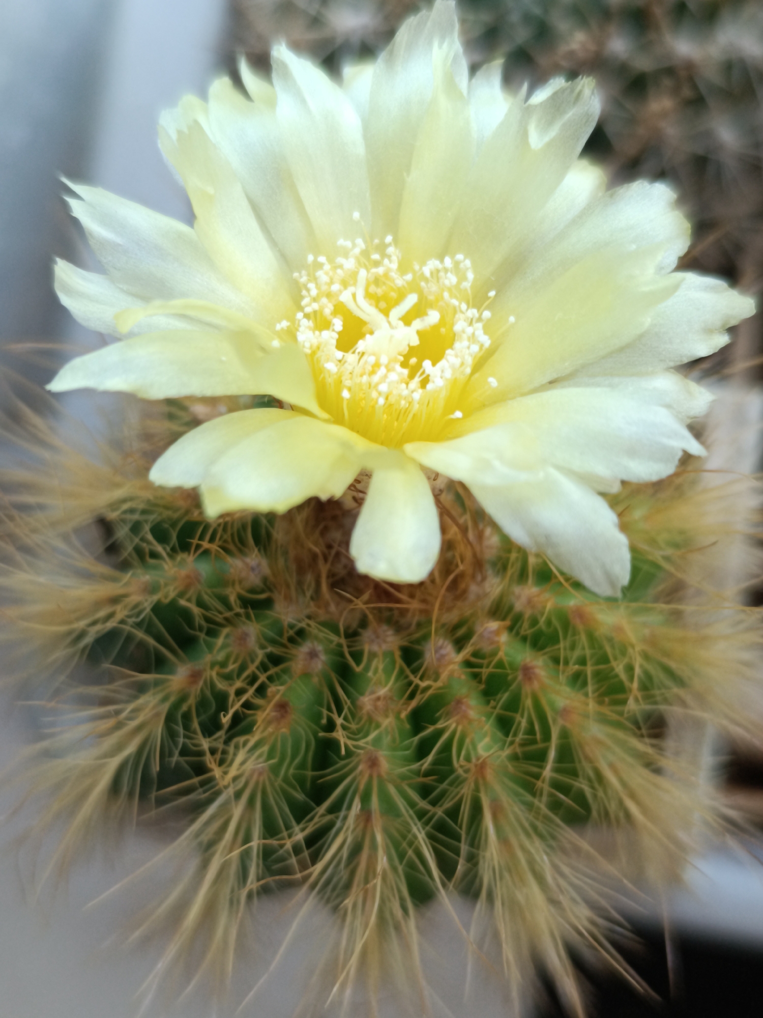 A close-up, top-down shot showcases a pale yellow cactus flower blooming atop a green cactus covered in thin, light brown spines. The flower's petals are delicate and slightly translucent, surrounding a bright yellow center with numerous small white stamen. The cactus itself is spherical with pronounced ribs, and its spines are long and feathery, fanning outwards. The background is softly blurred, showing hints of other plants and a muted, neutral tone. The image captures the intricate details of the cactus bloom and its spiny body in sharp focus.
